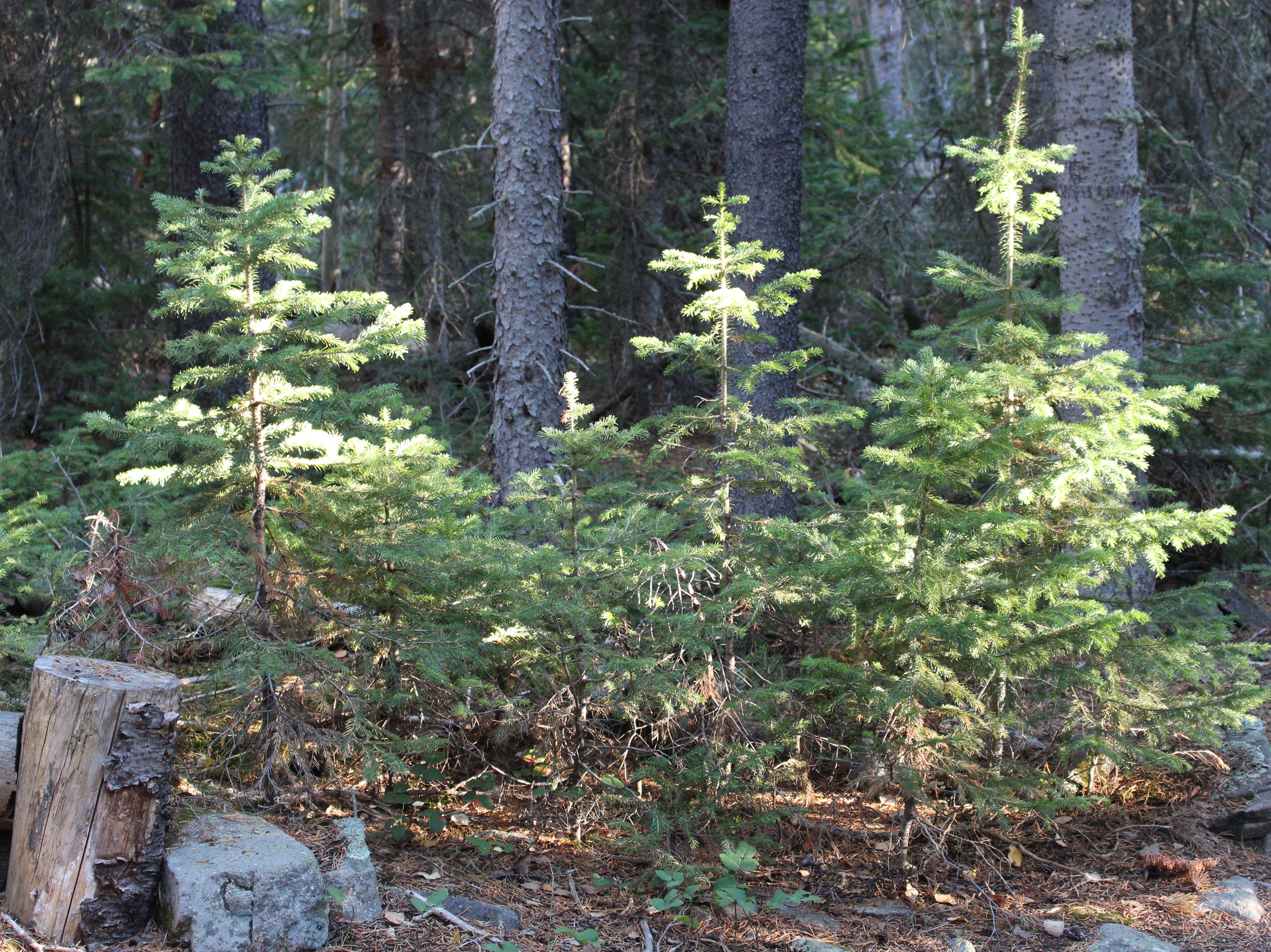 Macro and Micro Picture of the Day 2020-10-17