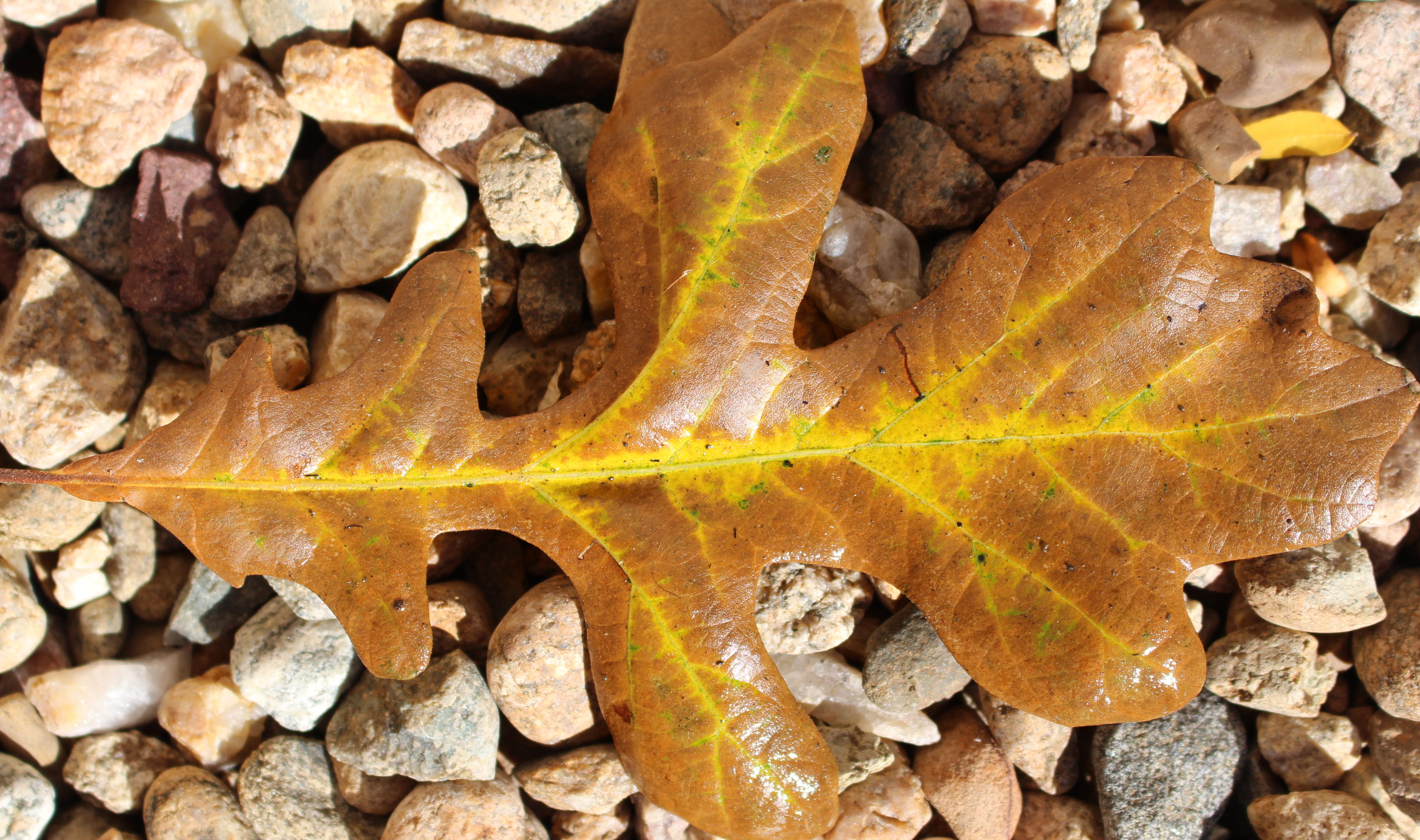 Macro and Micro Picture of the Day 2020-10-18