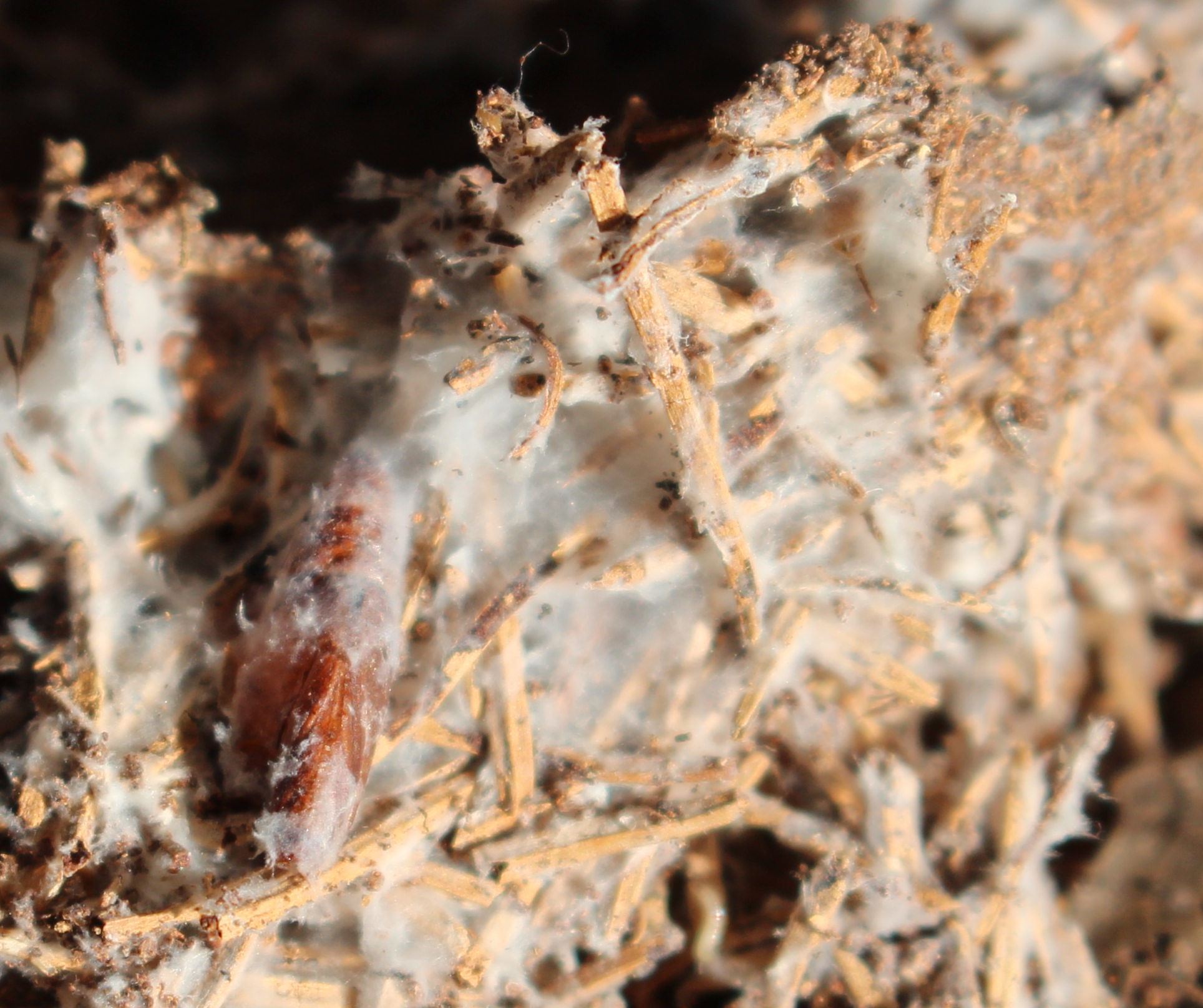 Macro and Micro Picture of the Day 2020-10-20