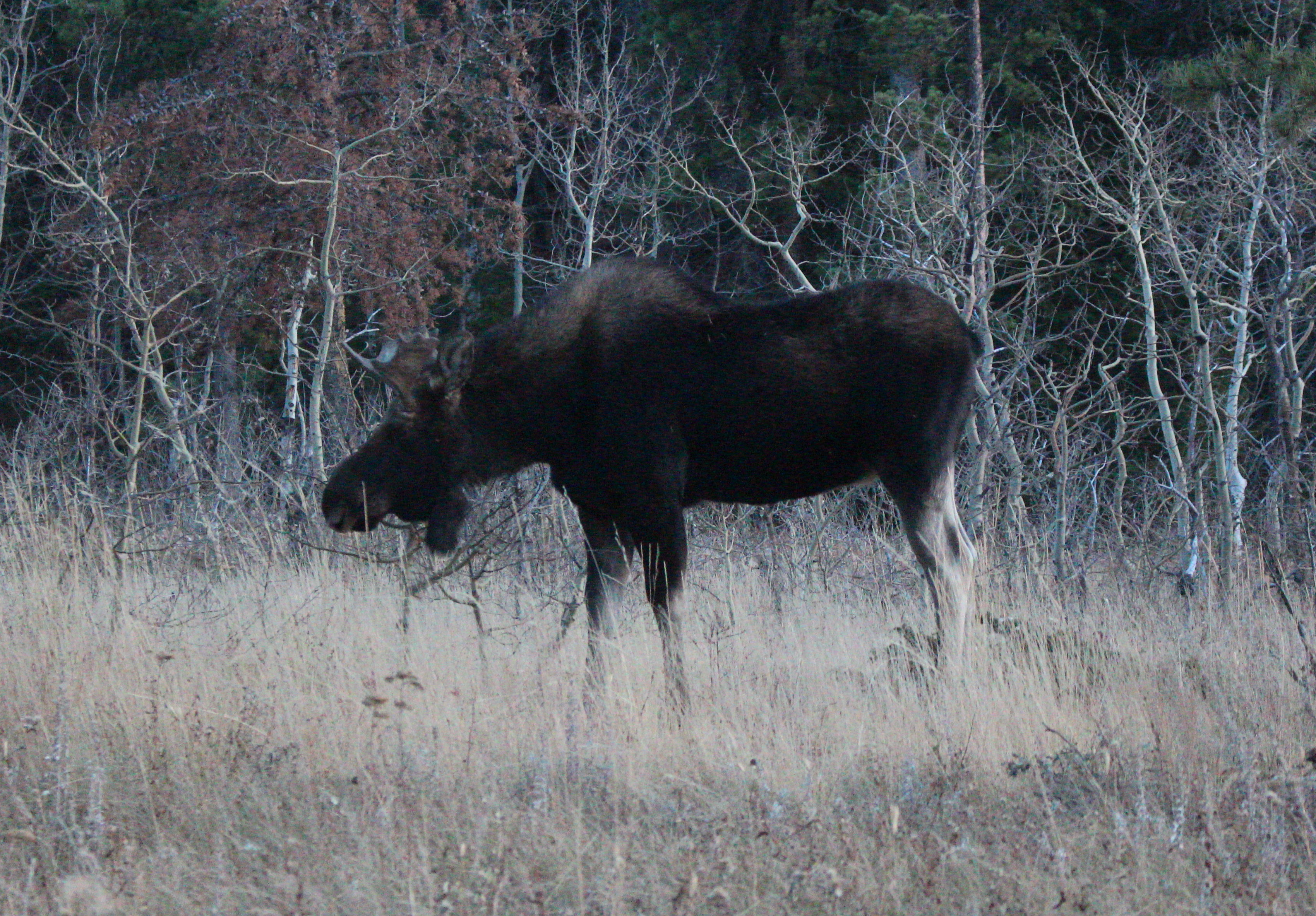 Macro and Micro Picture of the Day 2020-10-23