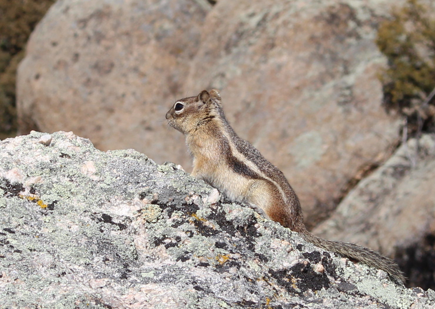 Macro and Micro Picture of the Day 2020-10-24