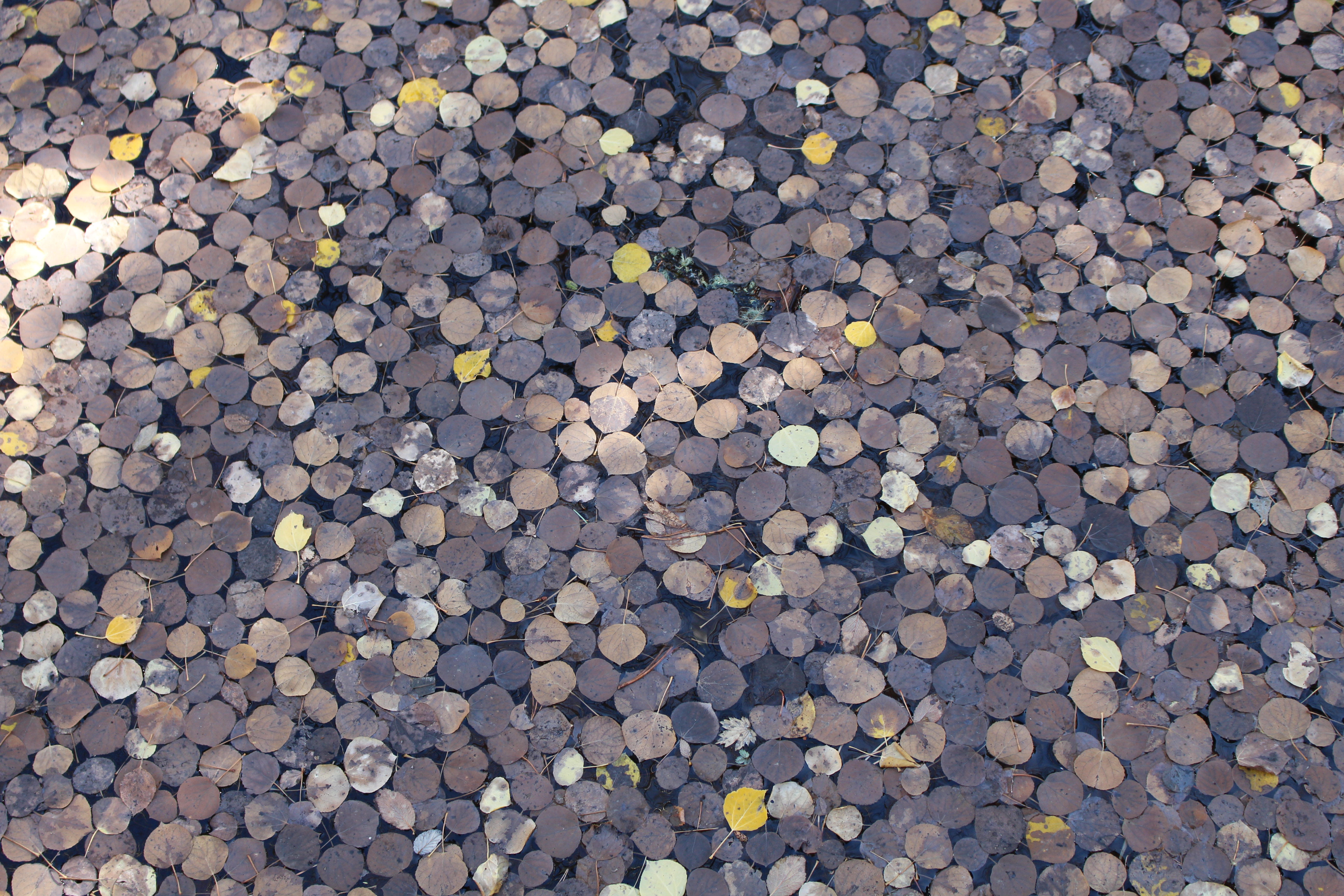 Macro and Micro Picture of the Day 2020-10-26