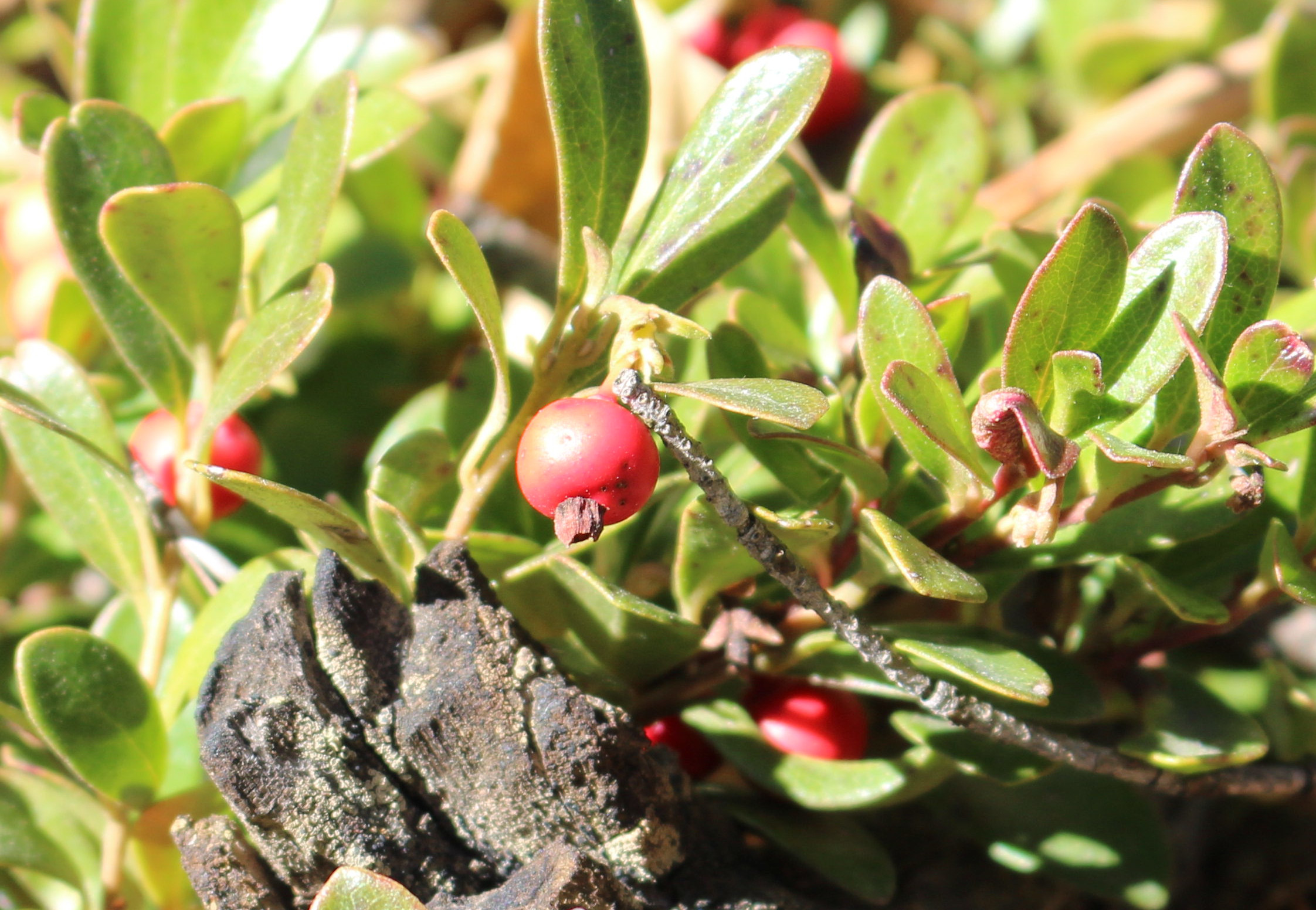 Macro and Micro Picture of the Day 2020-10-27