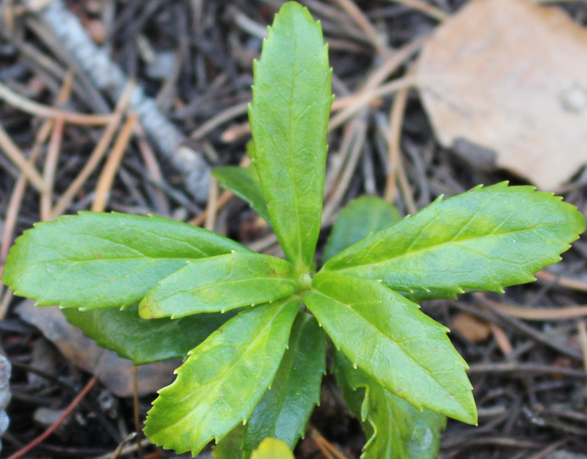 Macro and Micro Picture of the Day 2020-10-28