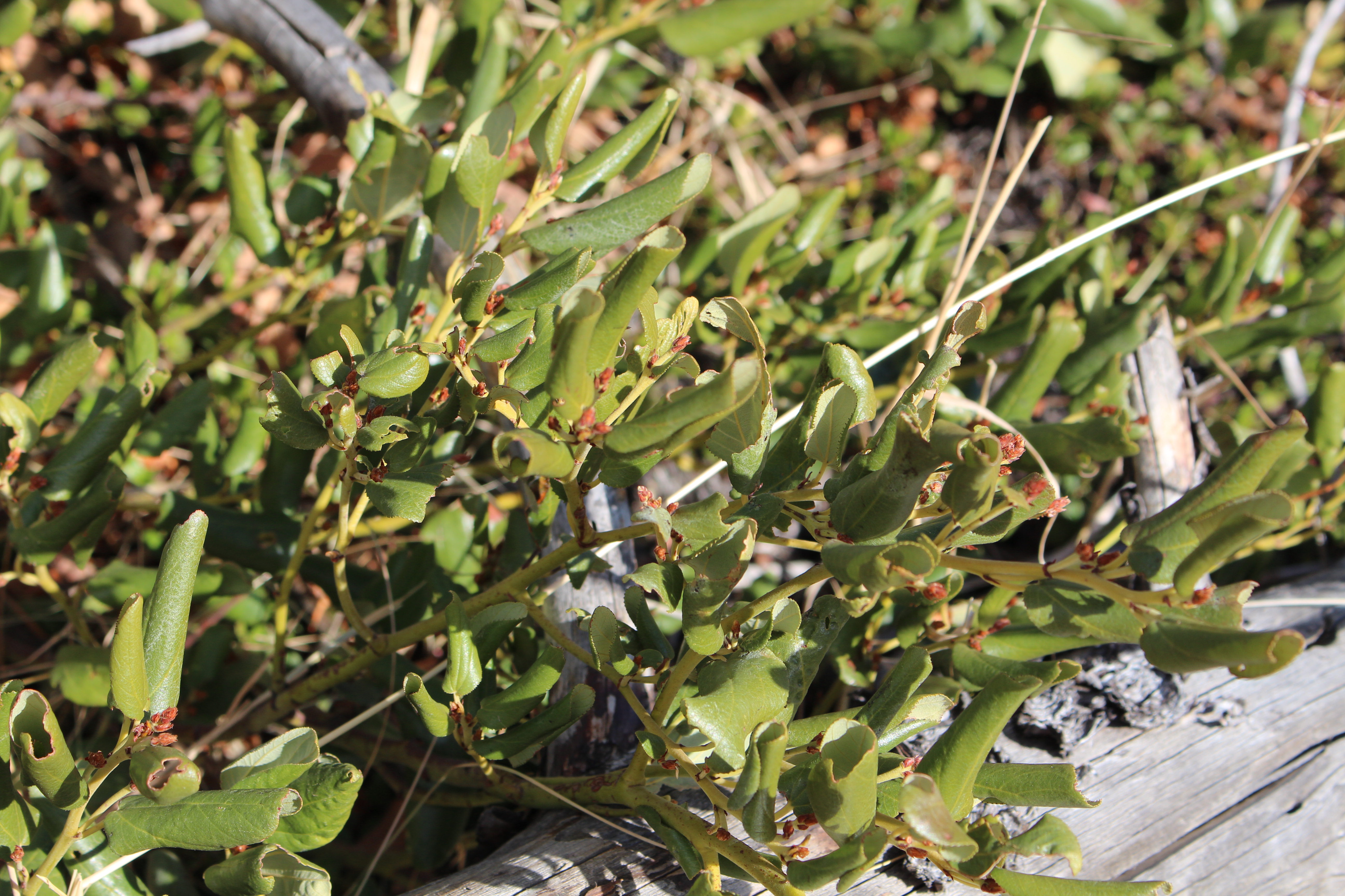 Macro and Micro Picture of the Day 2020-11-01