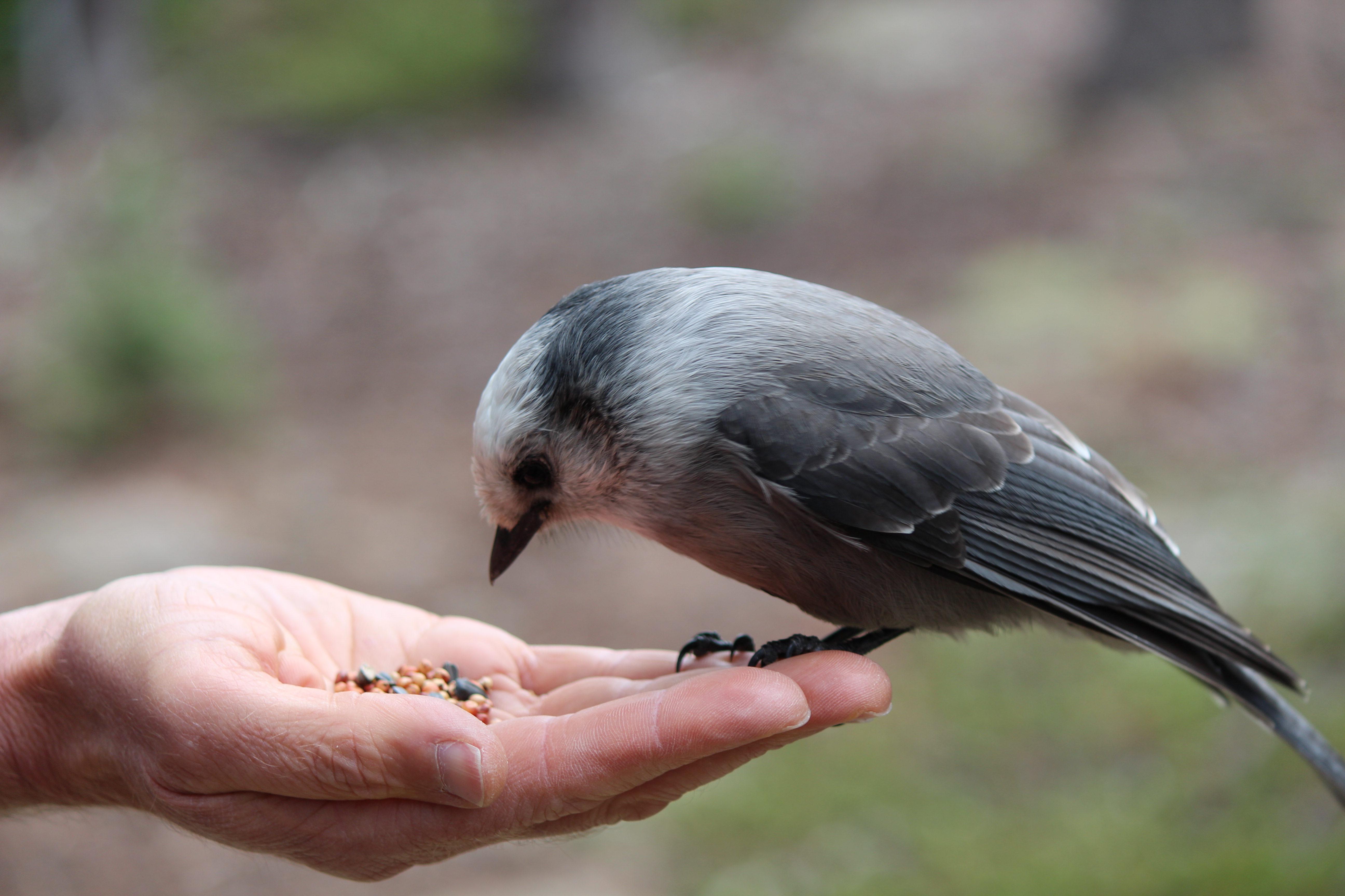 Macro and Micro Picture of the Day 2020-11-02