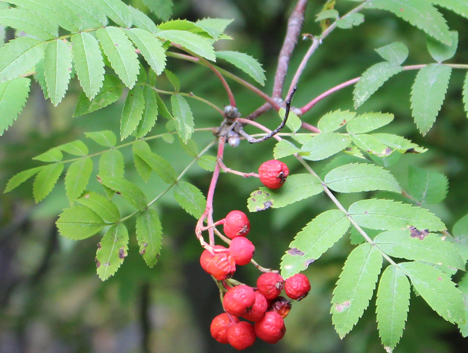 Macro and Micro Picture of the Day 2020-11-03