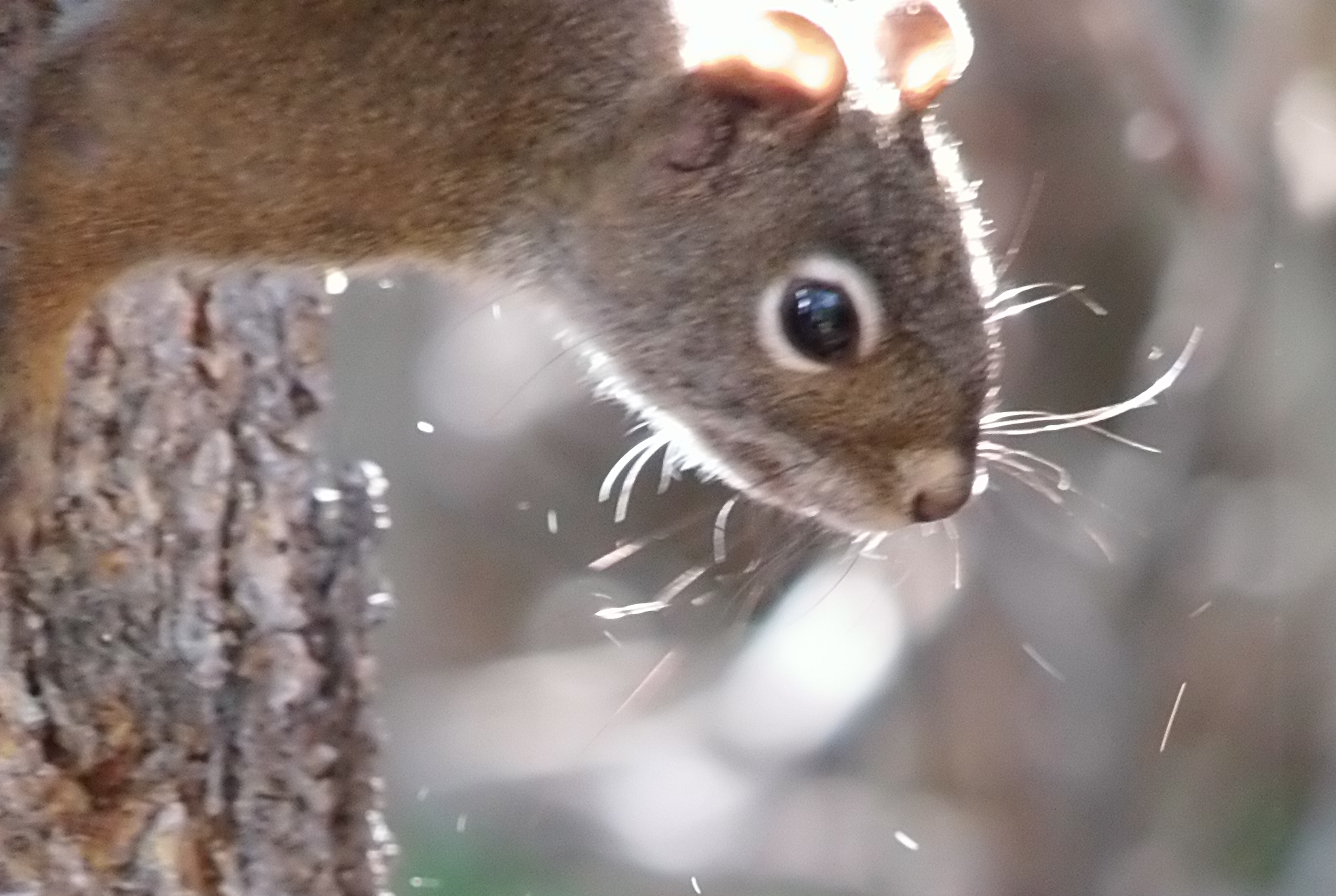 Macro and Micro Picture of the Day 2020-11-06