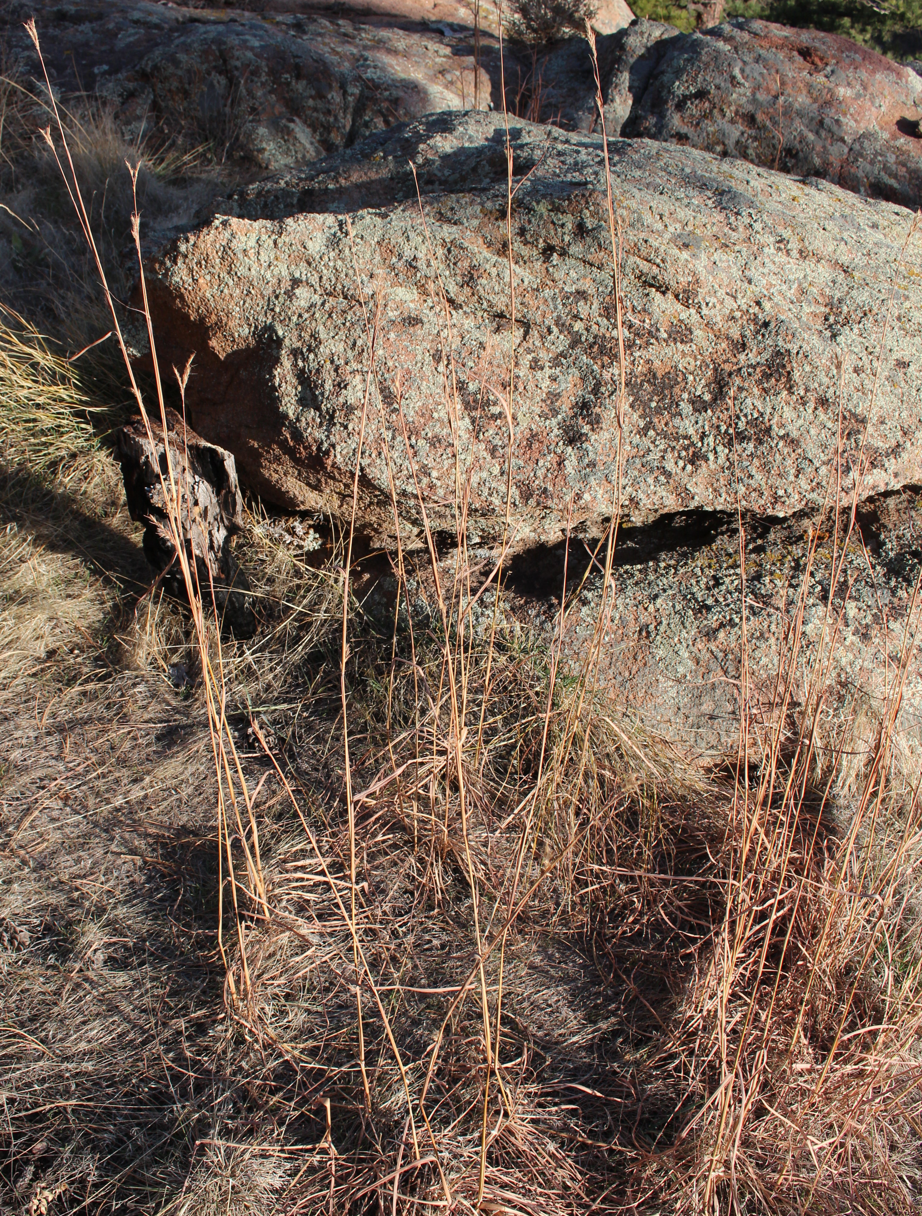 Macro and Micro Picture of the Day 2020-11-07