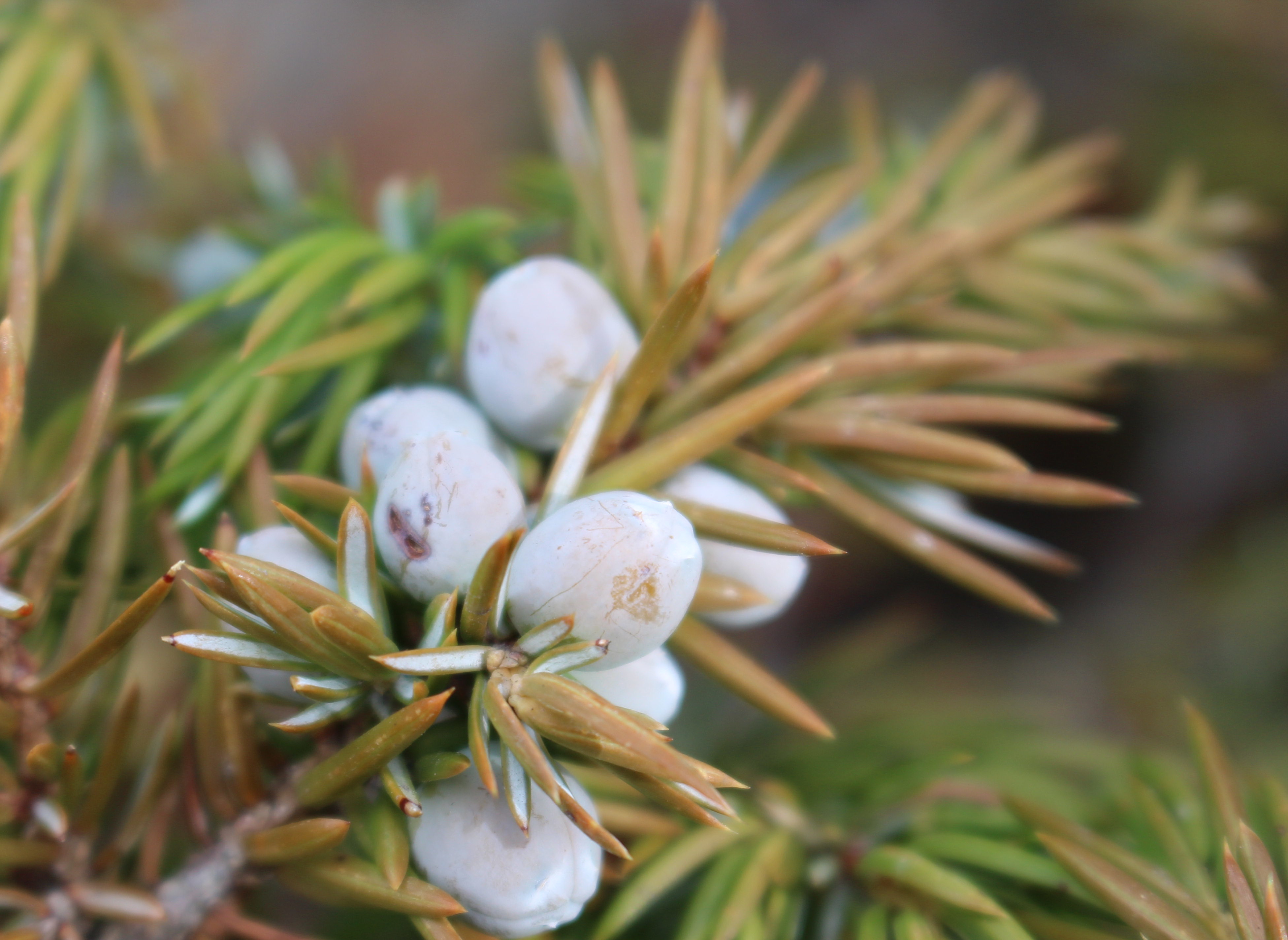 Macro and Micro Picture of the Day 2020-11-10