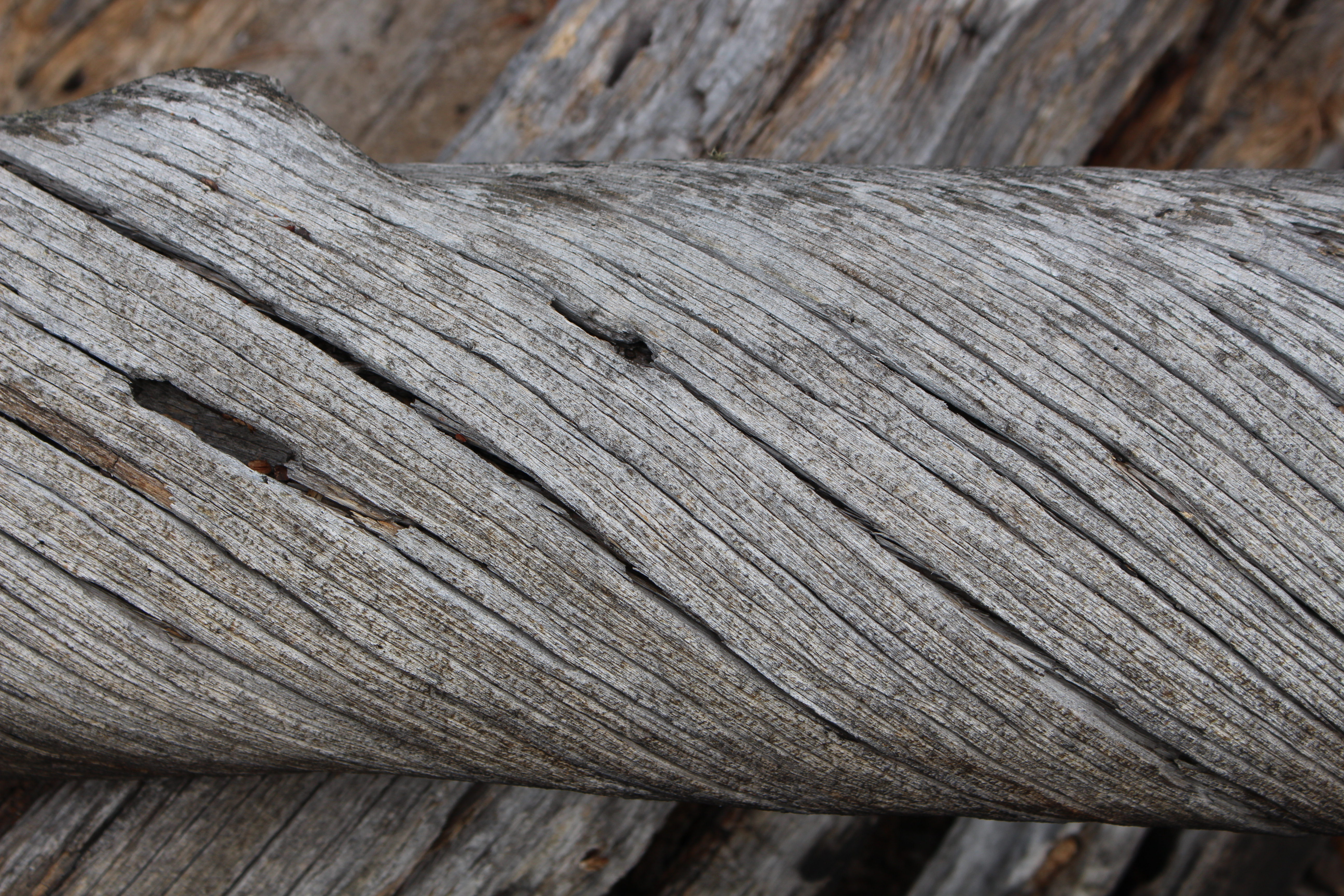 Macro and Micro Picture of the Day 2020-11-11