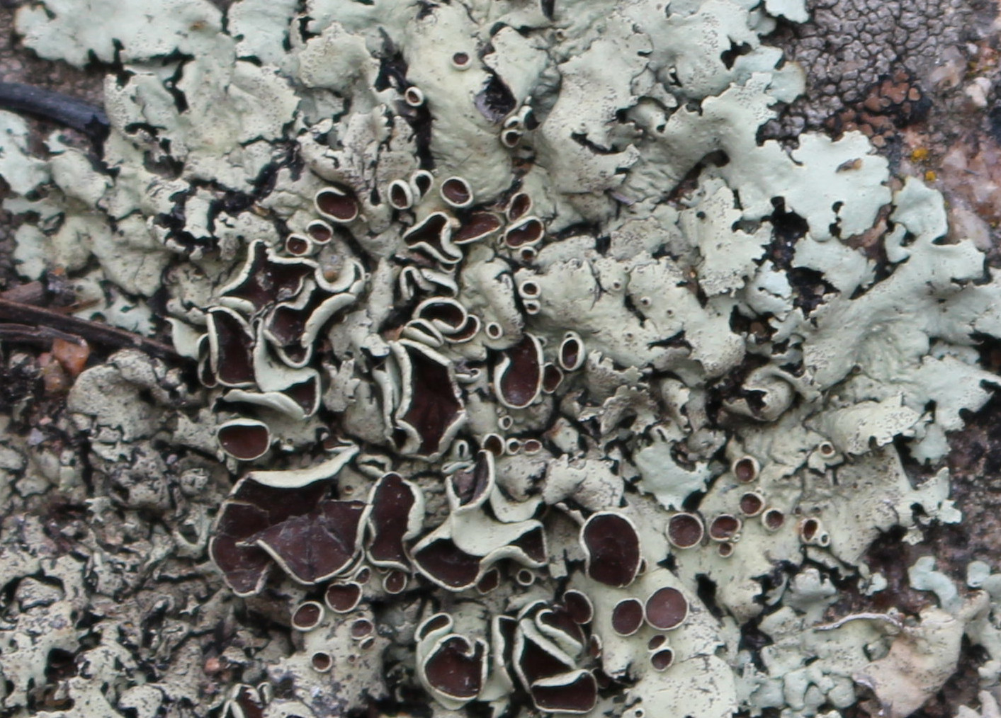 Macro and Micro Picture of the Day 2020-11-12