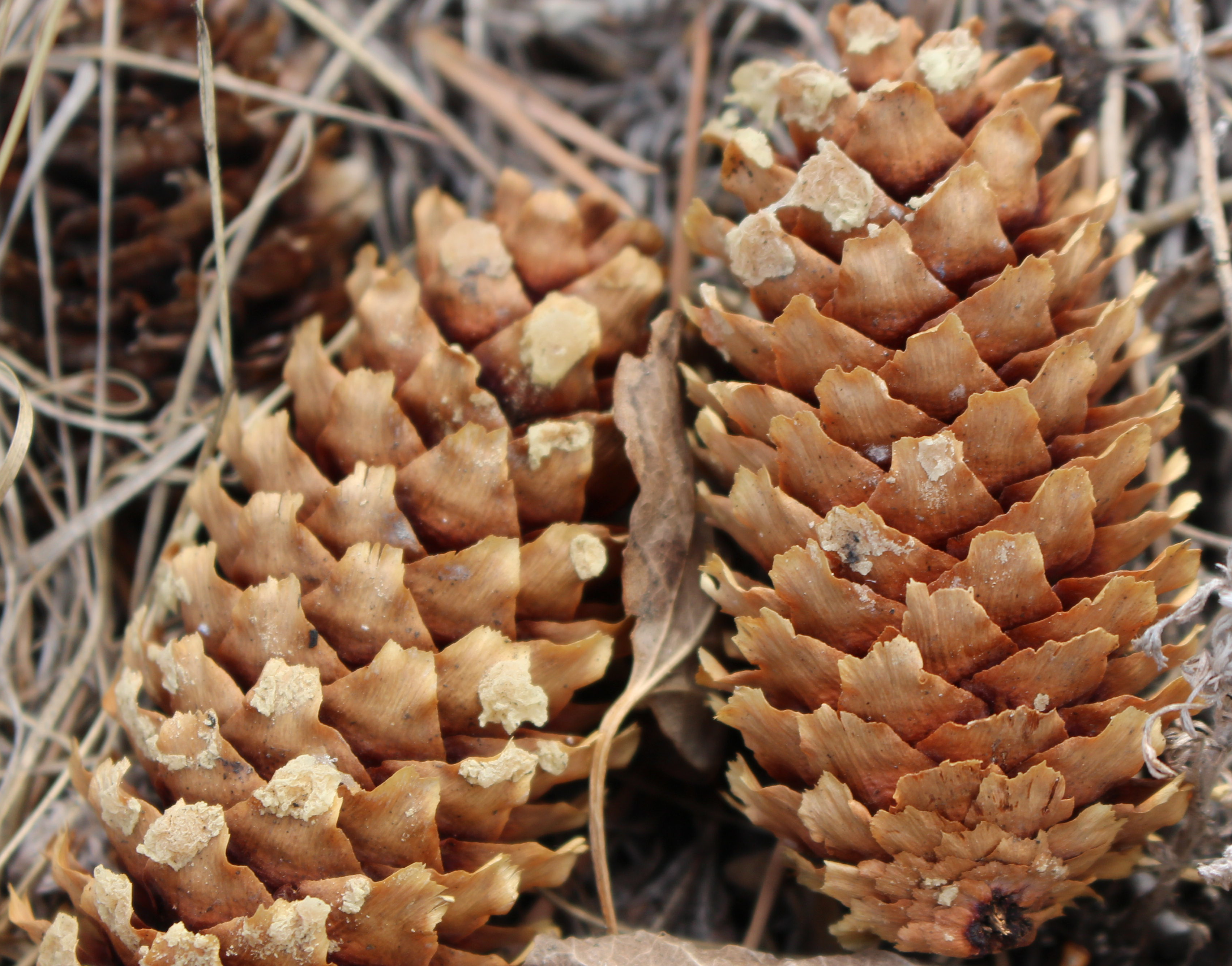 Macro and Micro Picture of the Day 2020-11-13