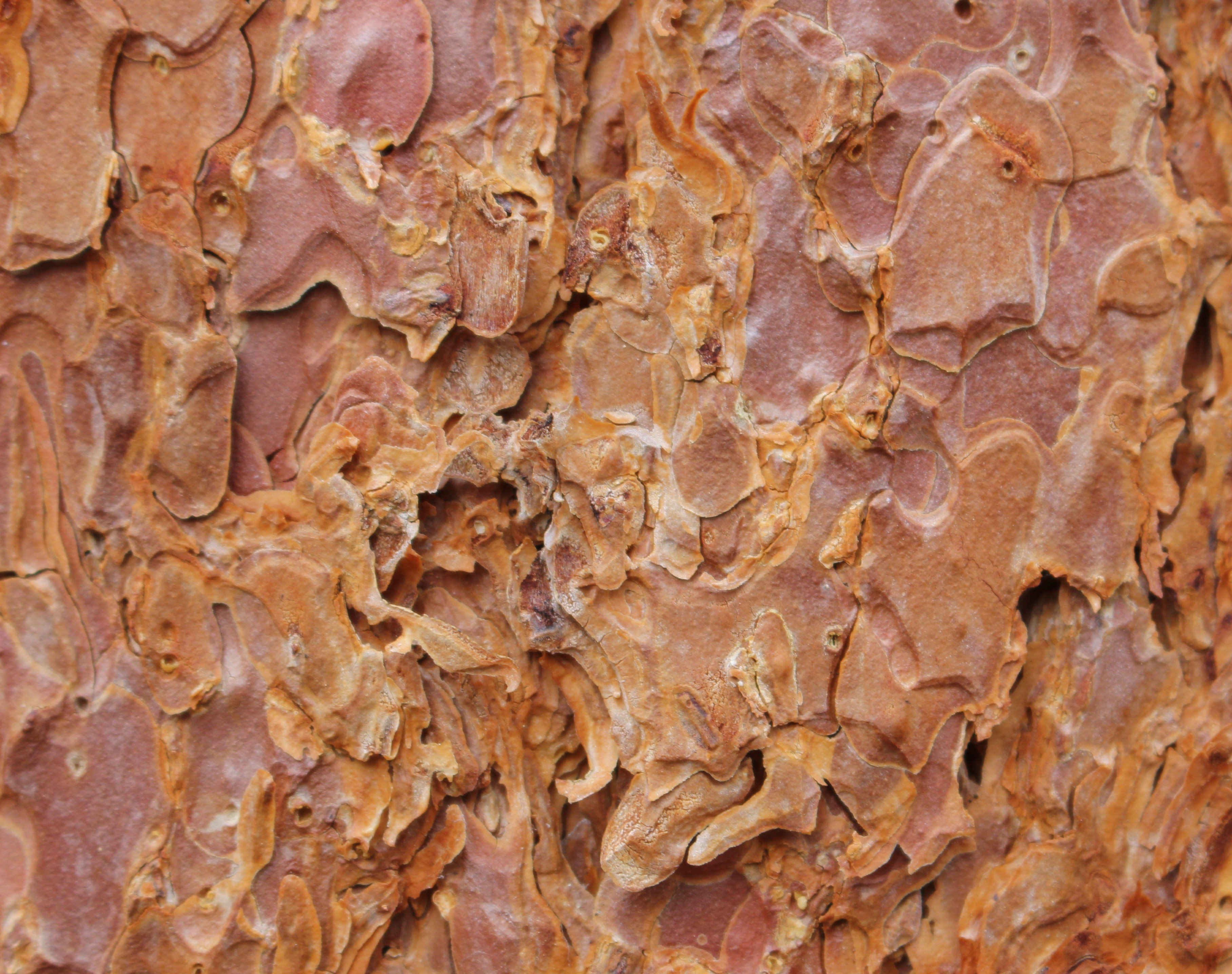 Macro and Micro Picture of the Day 2020-11-14