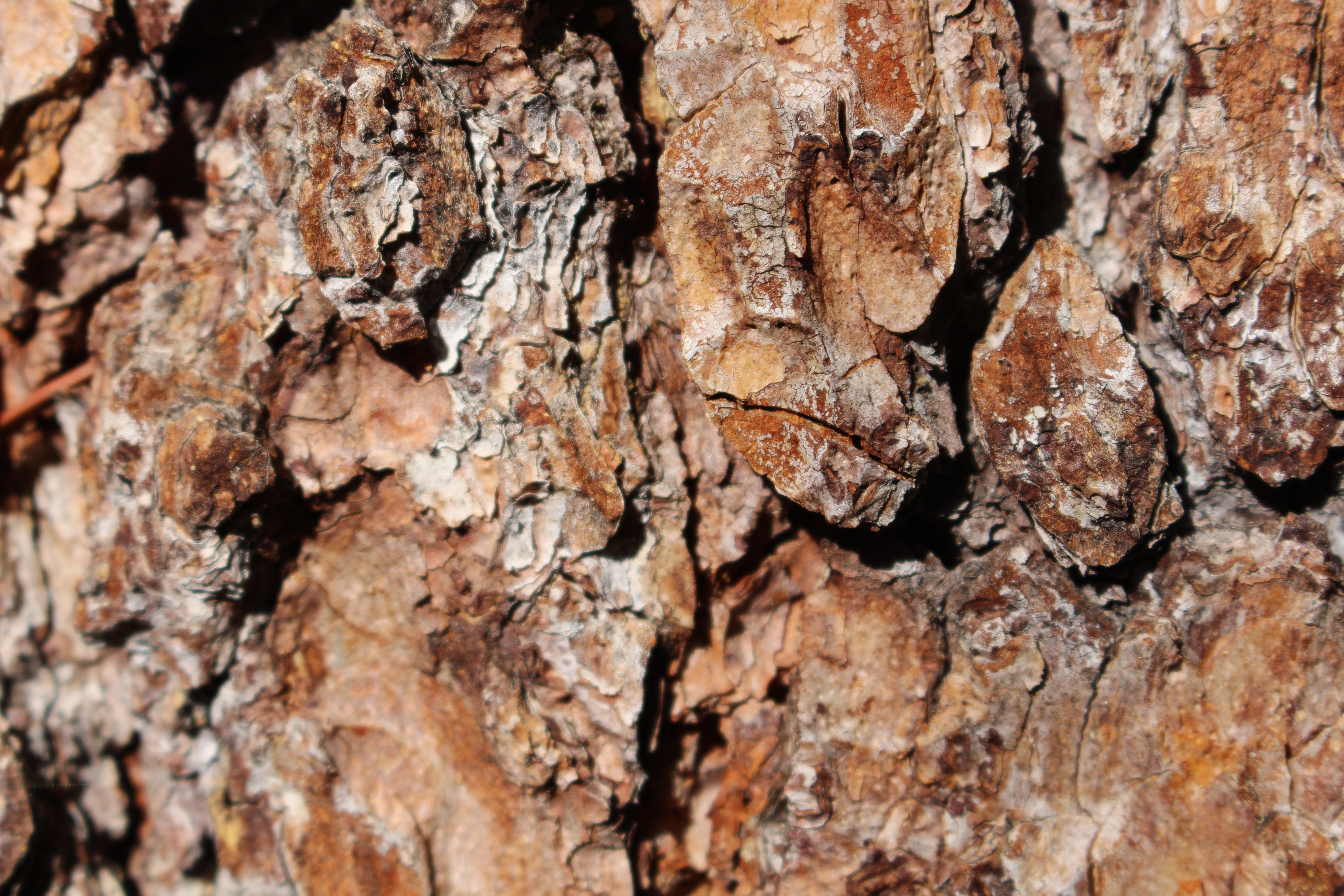 Macro and Micro Picture of the Day 2020-11-16