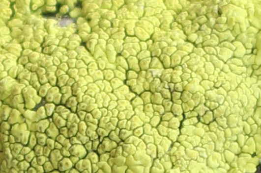 Macro and Micro Picture of the Day 2020-11-17