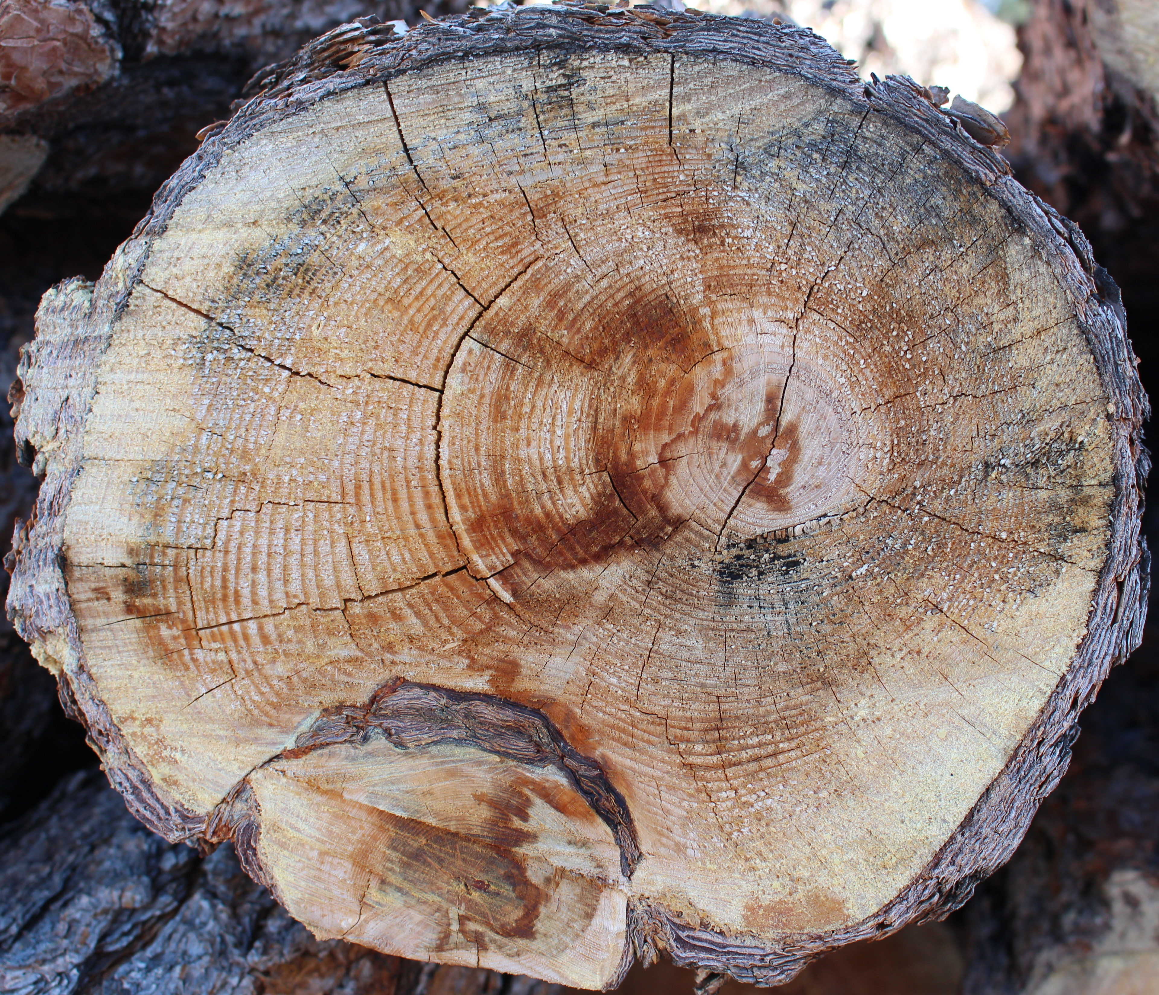 Macro and Micro Picture of the Day 2020-11-20