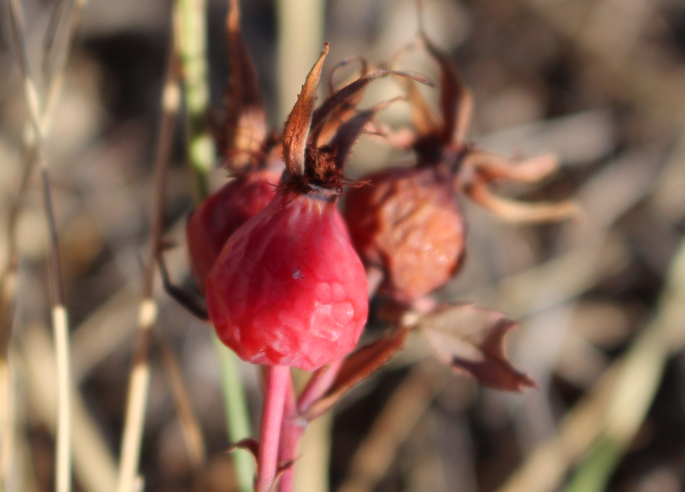 Macro and Micro Picture of the Day 2020-11-21