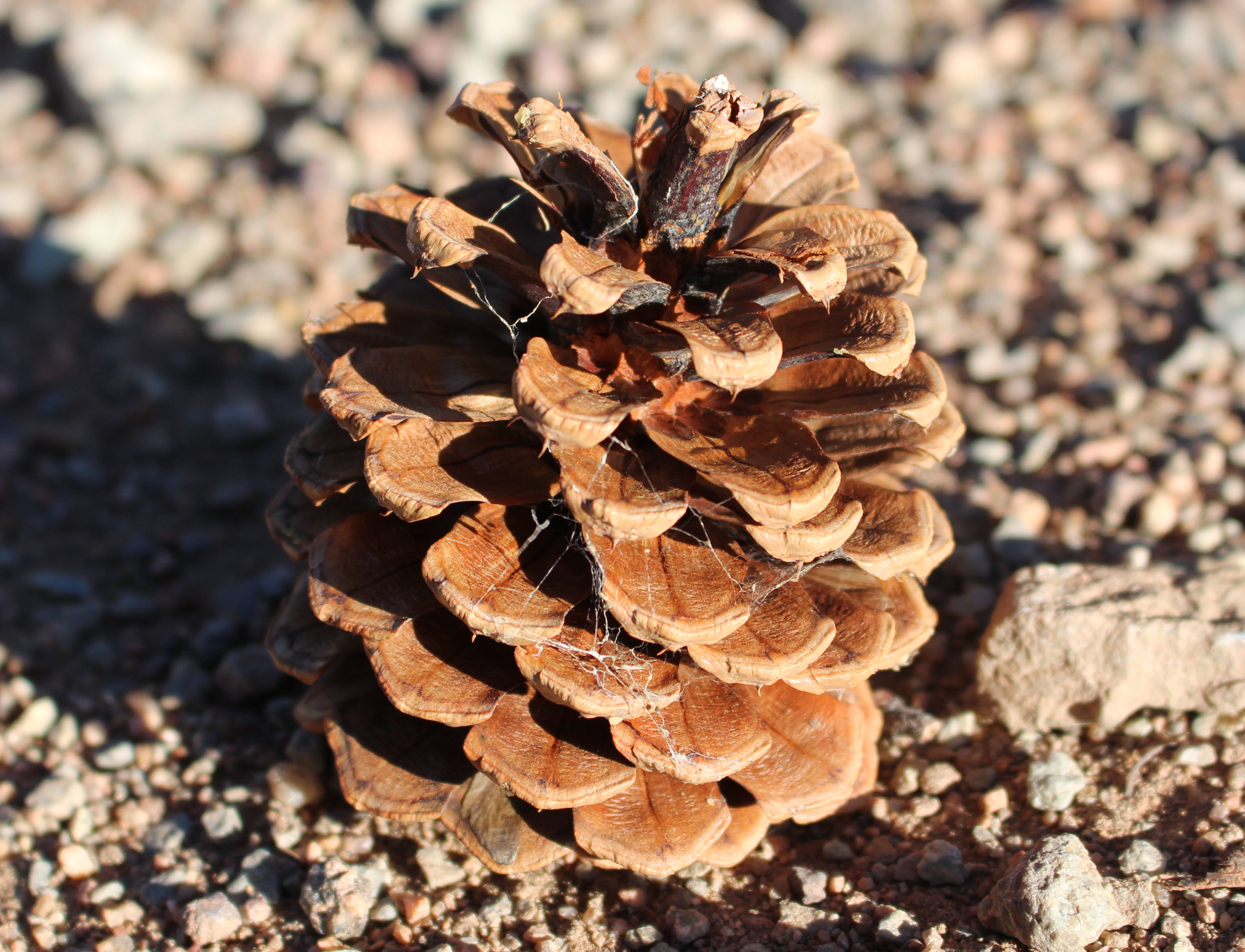 Macro and Micro Picture of the Day 2020-11-22