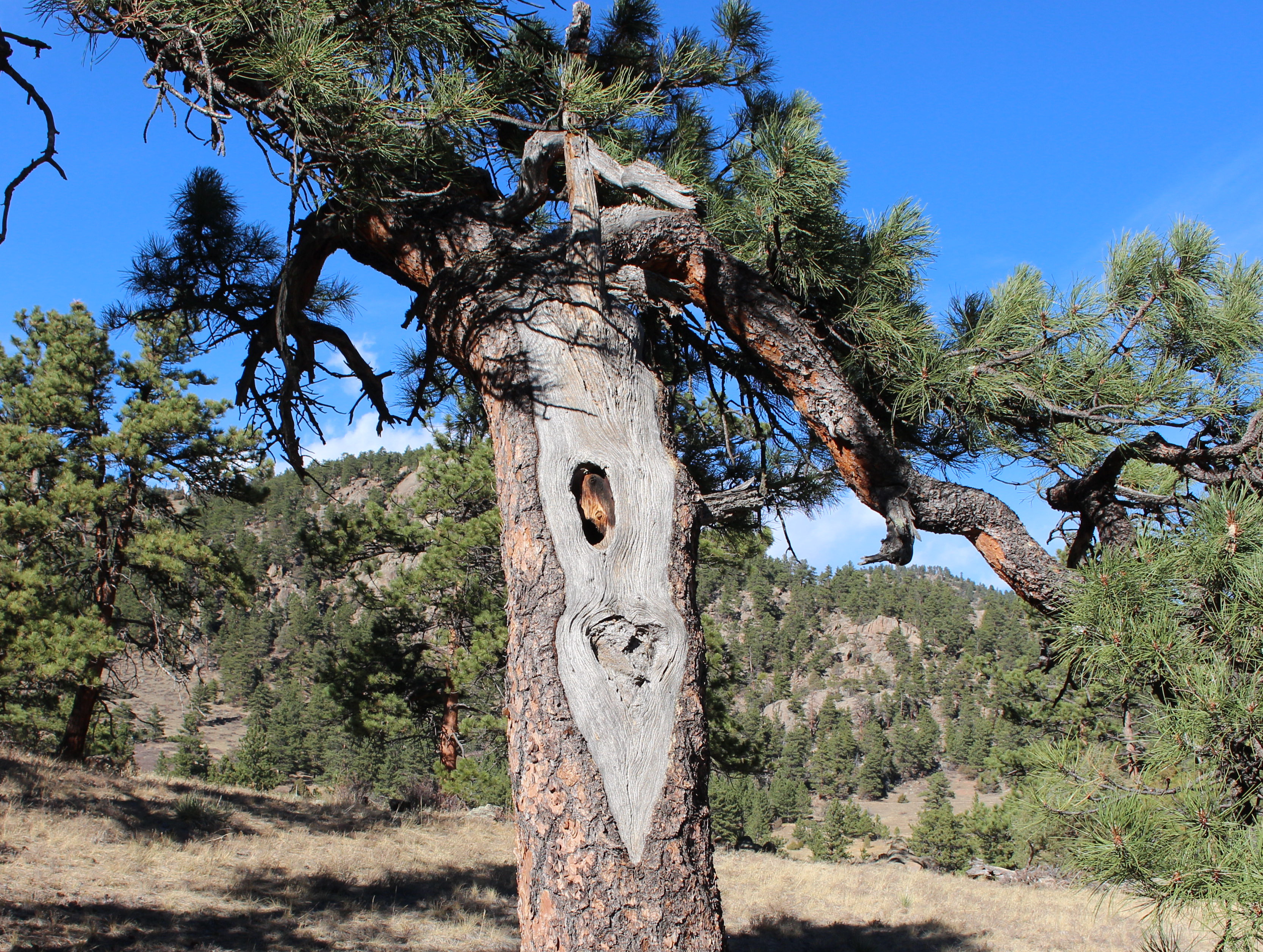 Macro and Micro Picture of the Day 2020-12-04