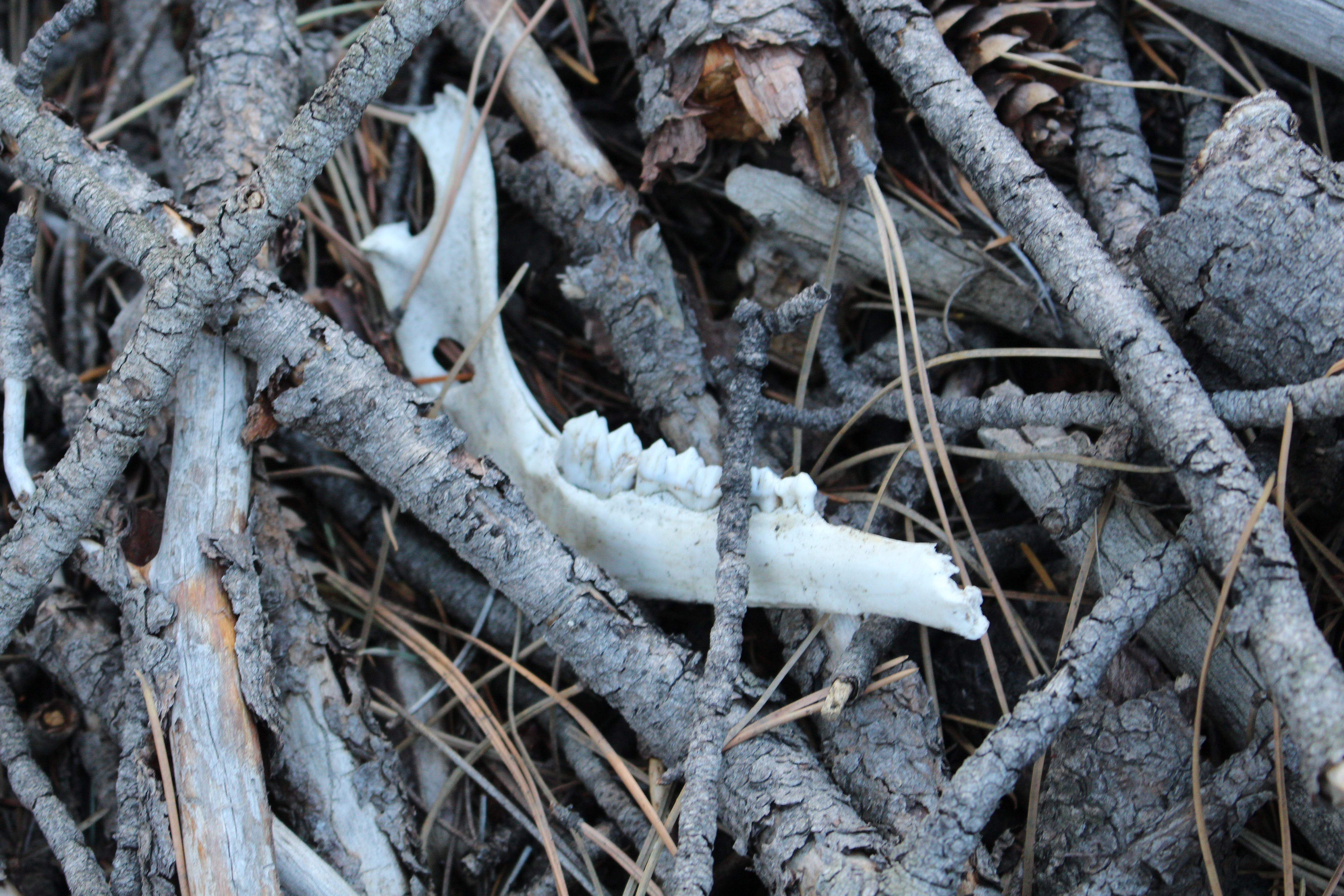 Macro and Micro Picture of the Day 2020-12-05