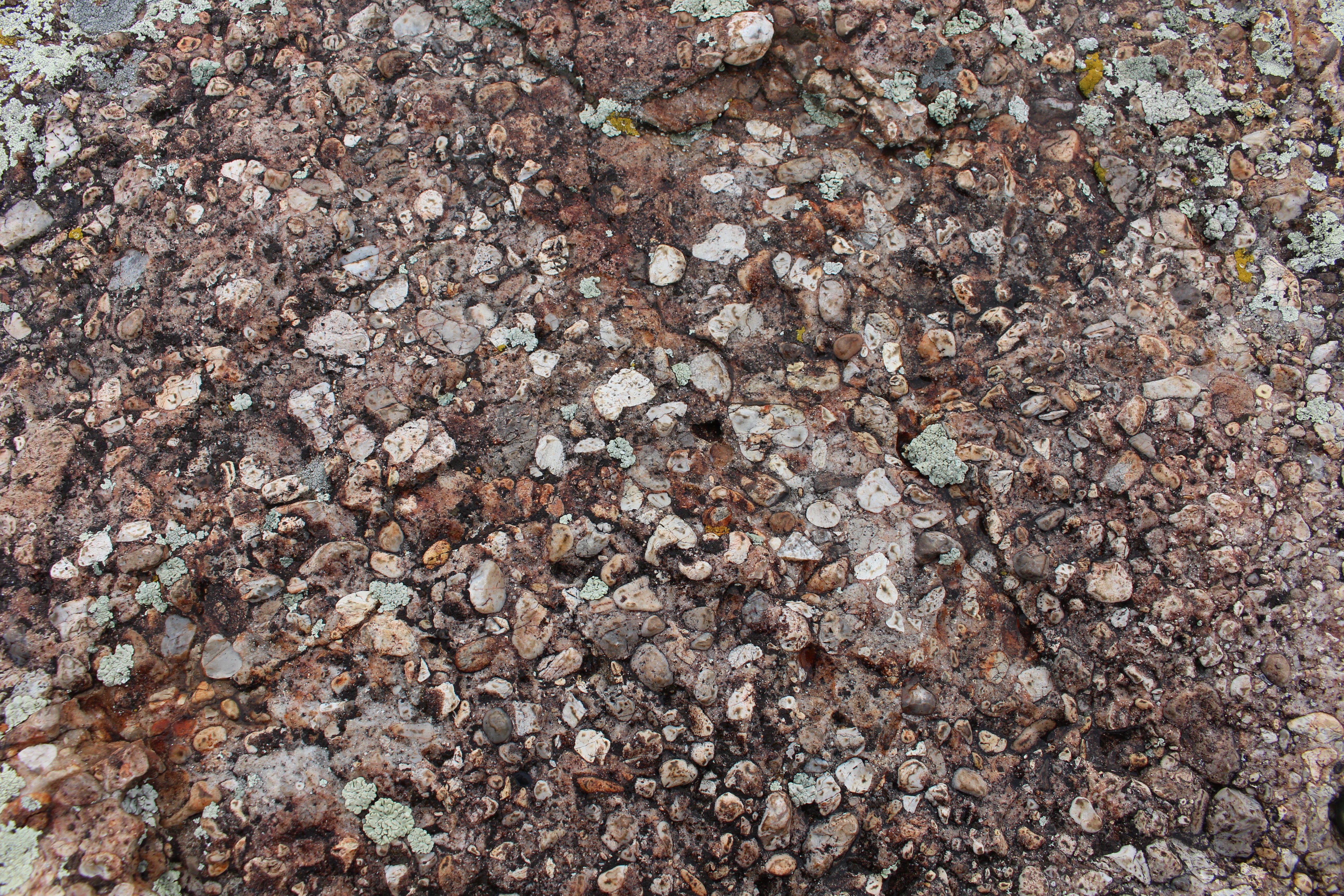 Macro and Micro Picture of the Day 2020-12-09