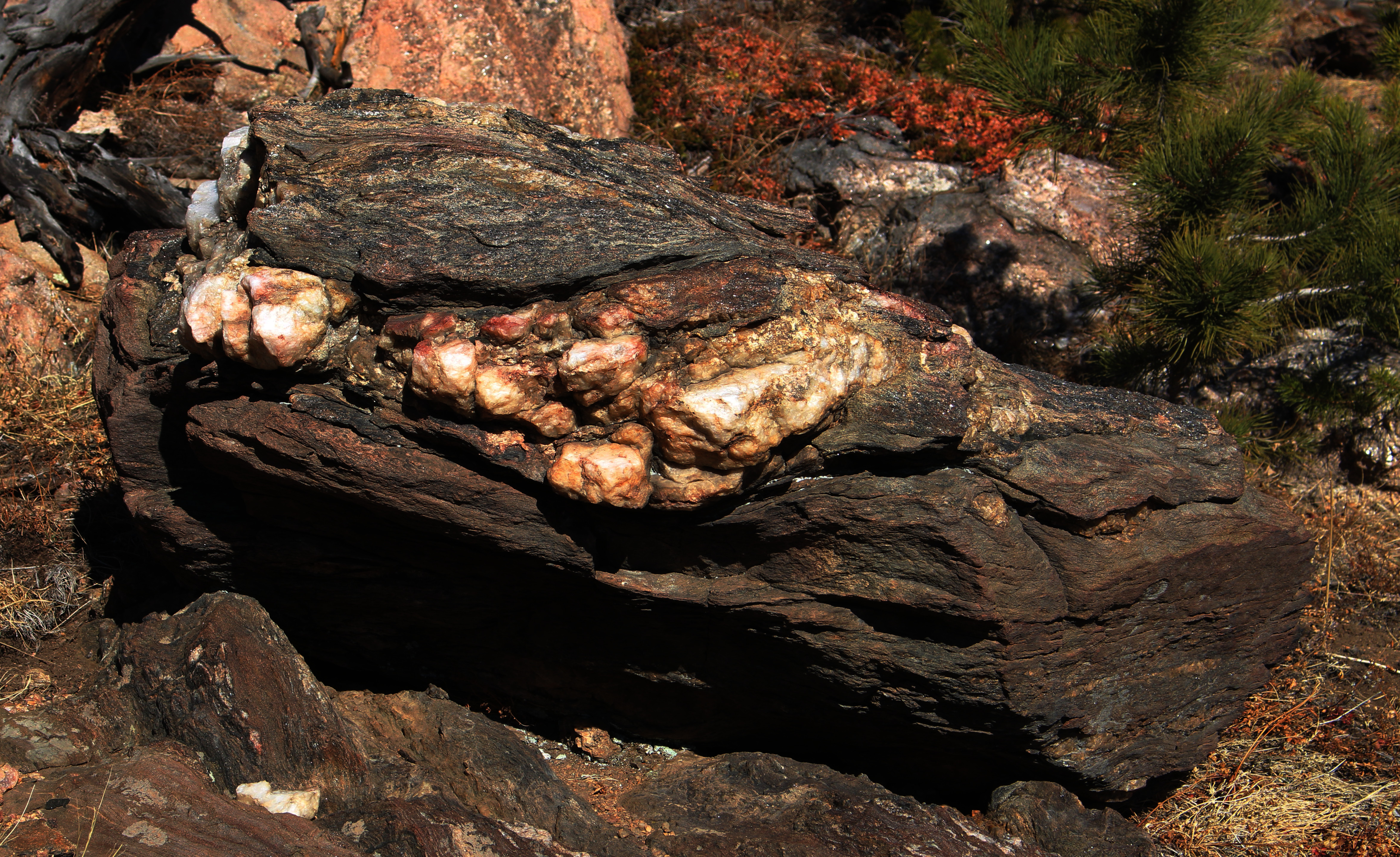 Macro and Micro Picture of the Day 2020-12-12