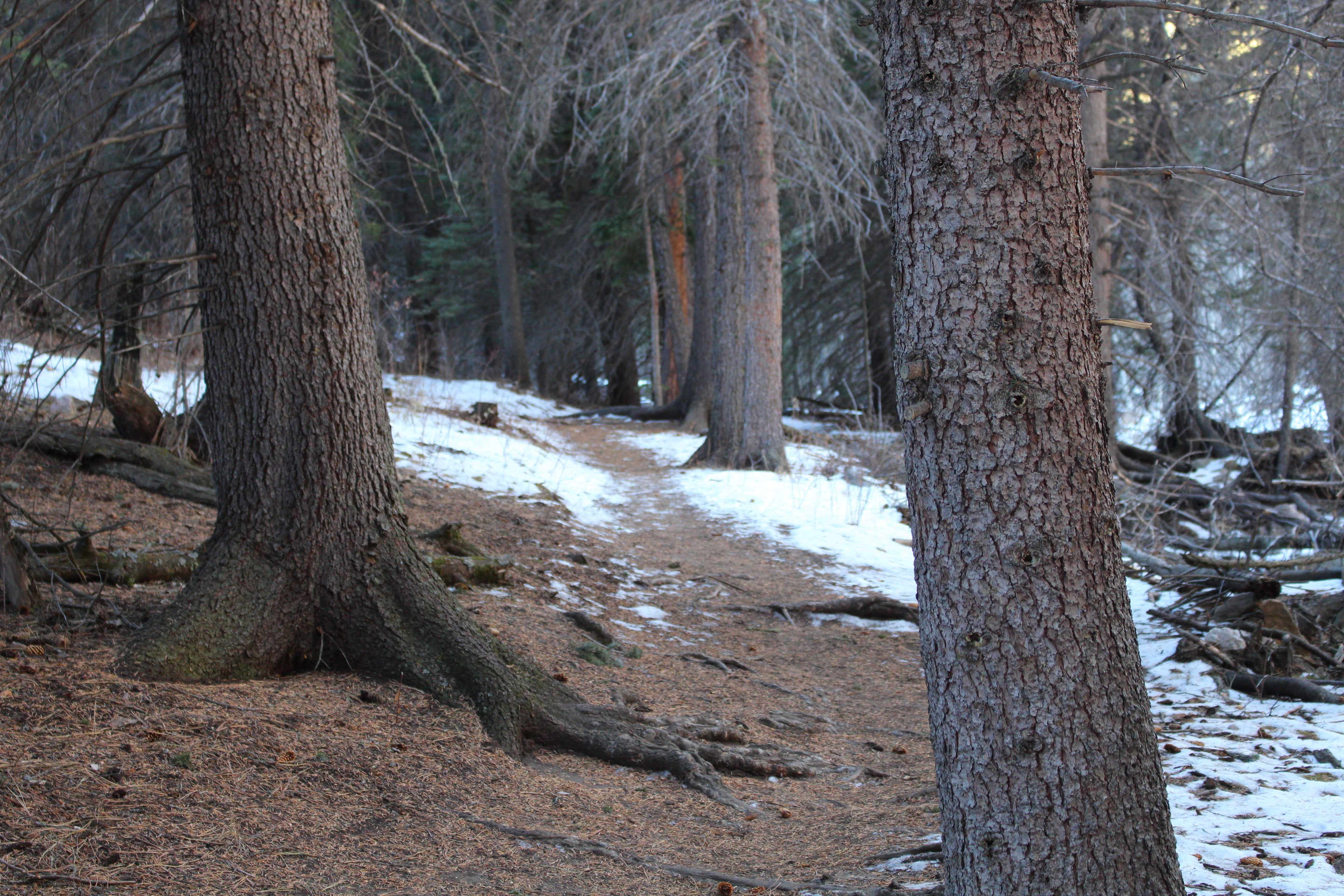 Macro and Micro Picture of the Day 2020-12-26