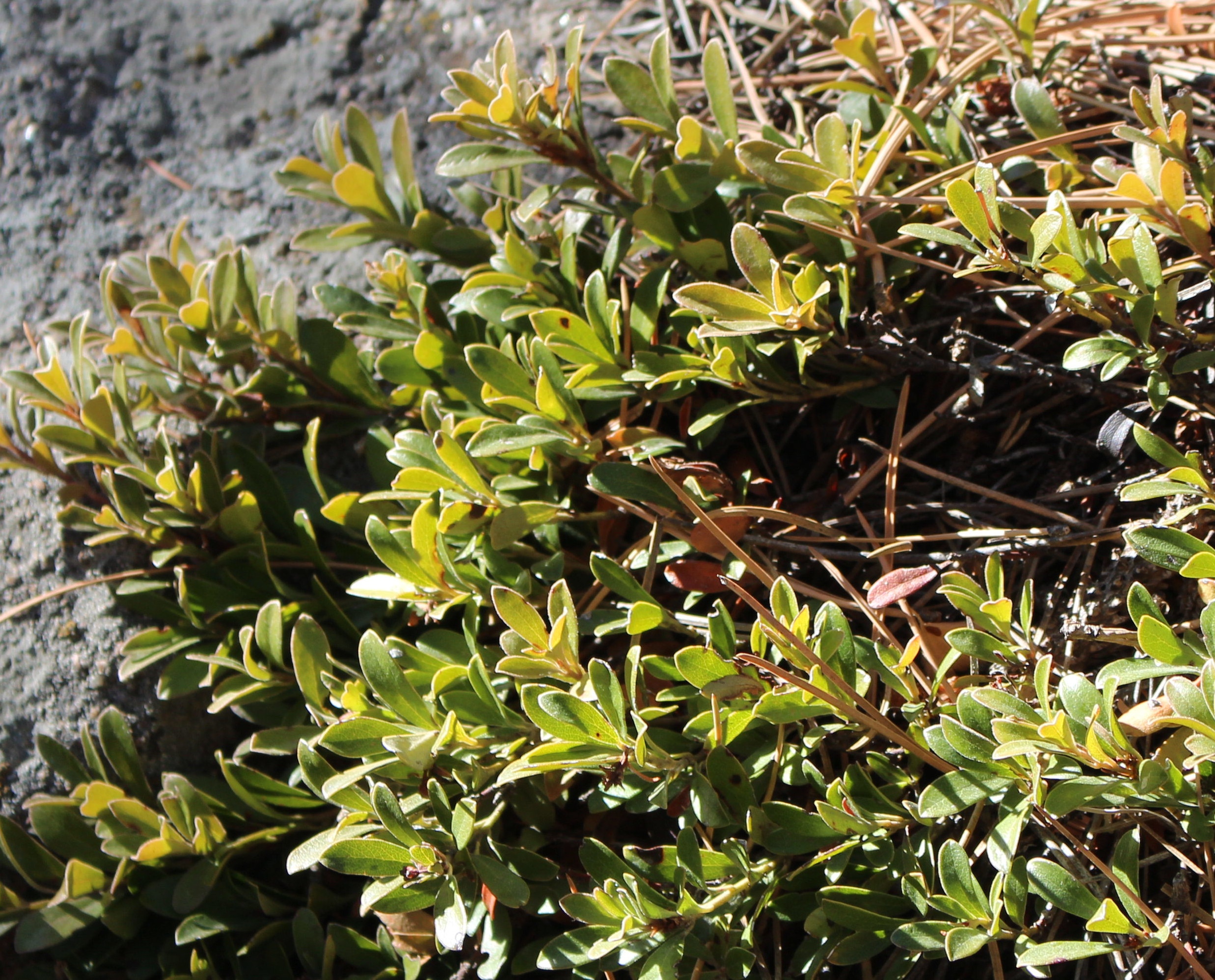 Macro and Micro Picture of the Day 2020-12-27