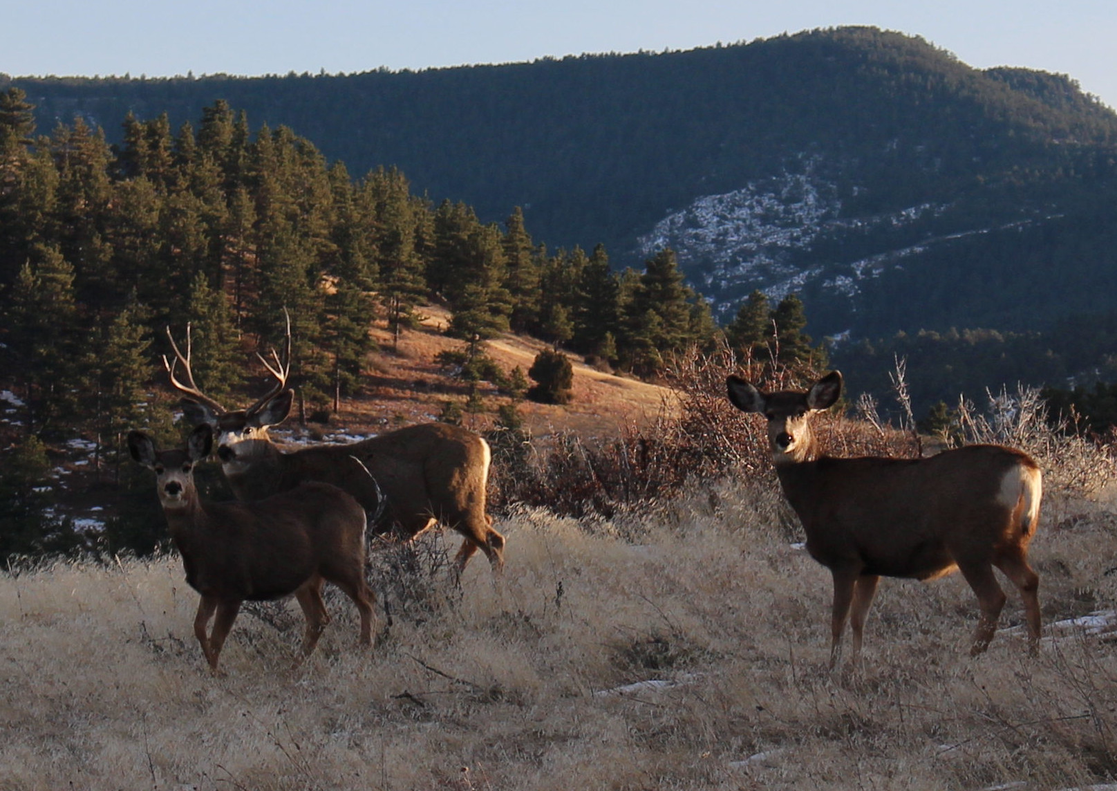 Macro and Micro Picture of the Day 2020-12-29