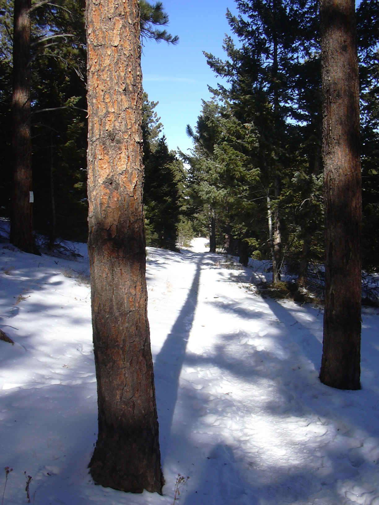 Macro and Micro Picture of the Day 2020-12-30