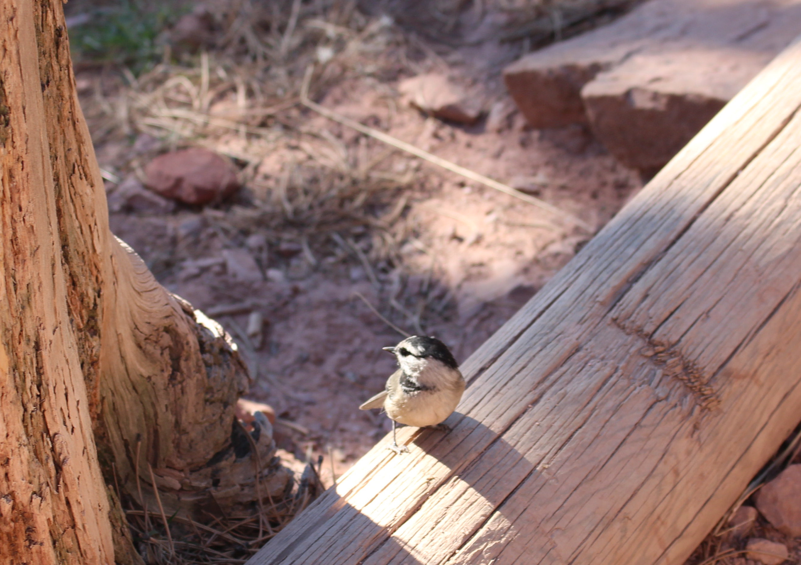 Macro and Micro Picture of the Day 2021-01-05