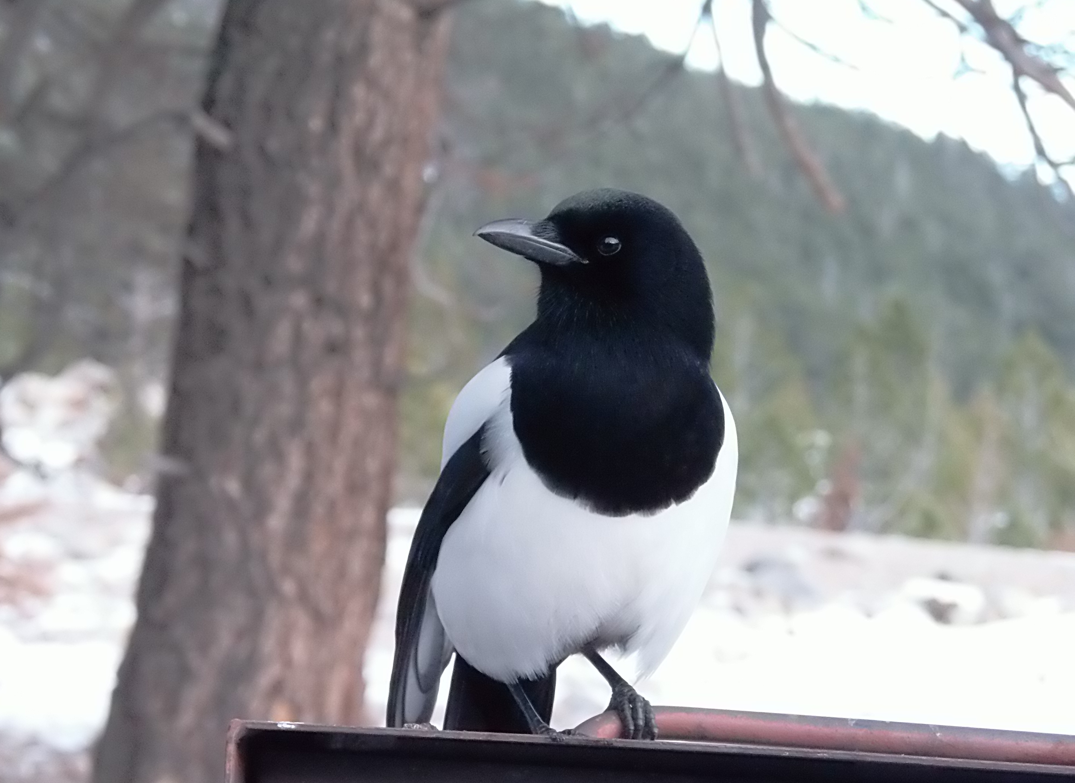 Macro and Micro Picture of the Day 2021-01-10