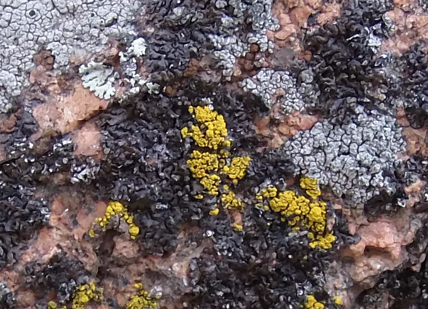 Macro and Micro Picture of the Day 2021-01-13