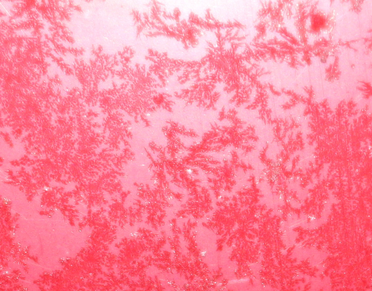 Macro and Micro Picture of the Day 2021-01-19