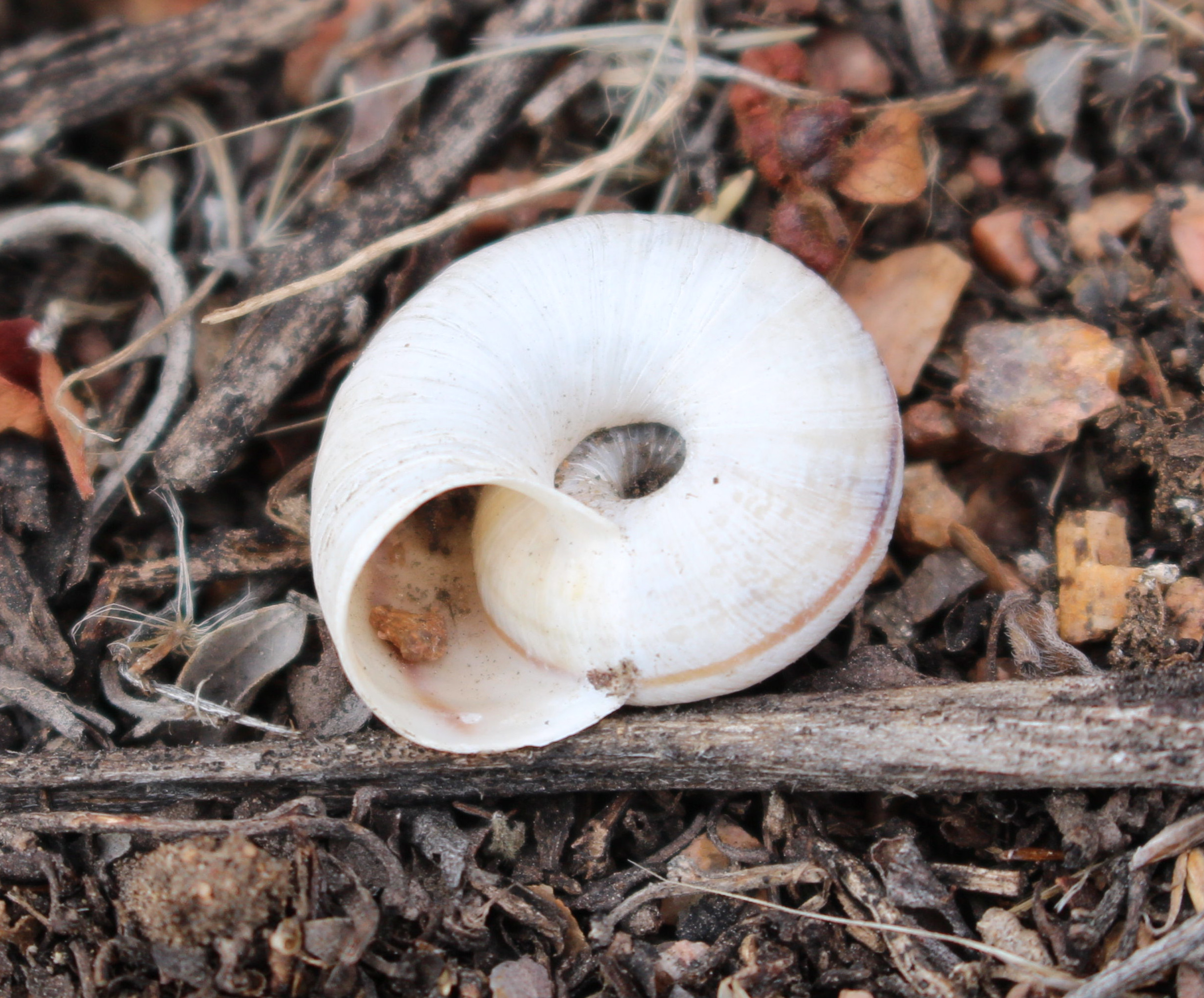 Macro and Micro Picture of the Day 2021-01-20