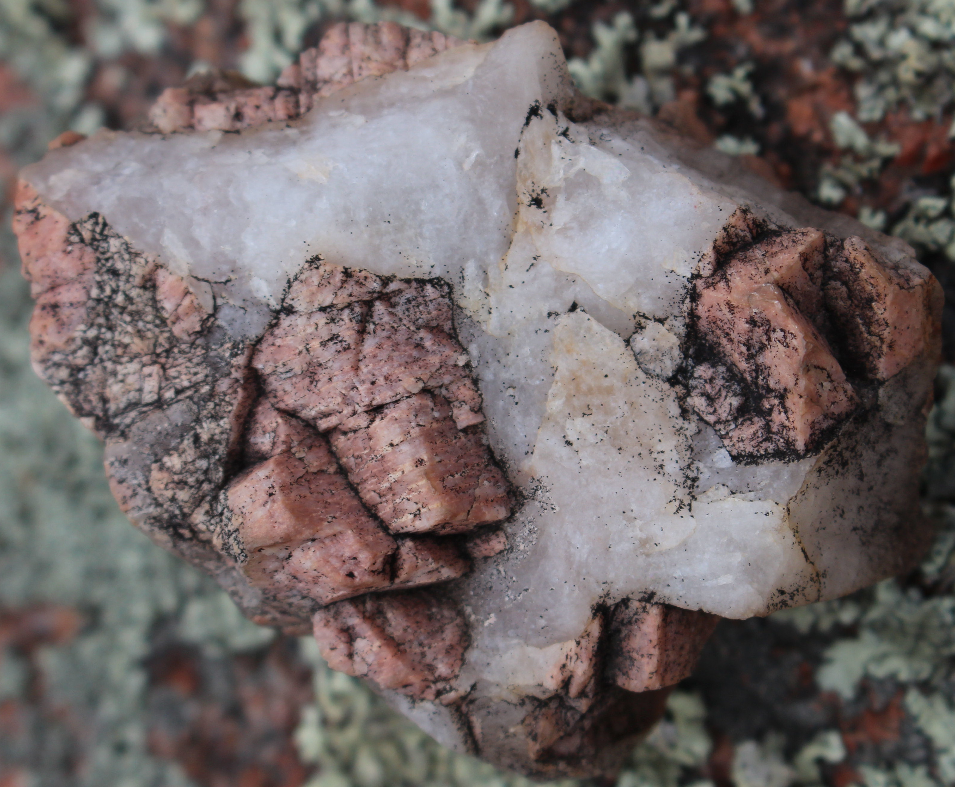 Macro and Micro Picture of the Day 2021-01-23