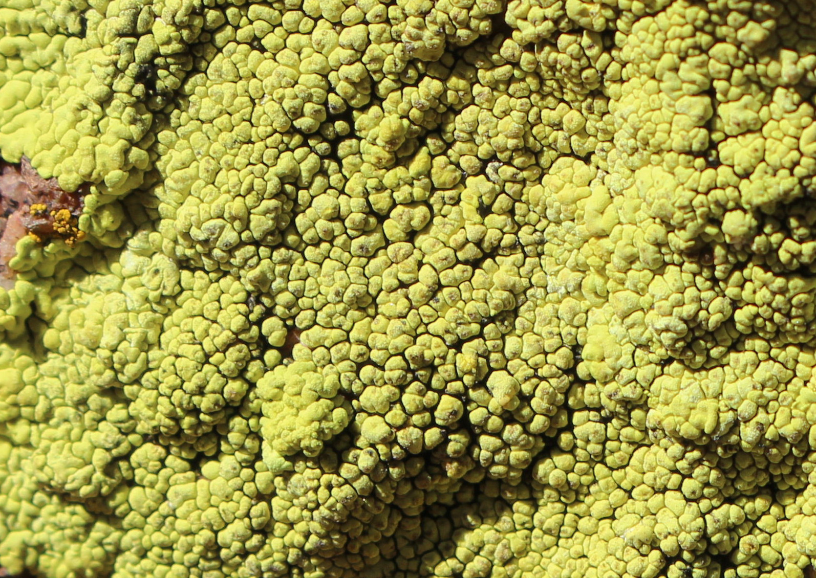 Macro and Micro Picture of the Day 2021-01-27