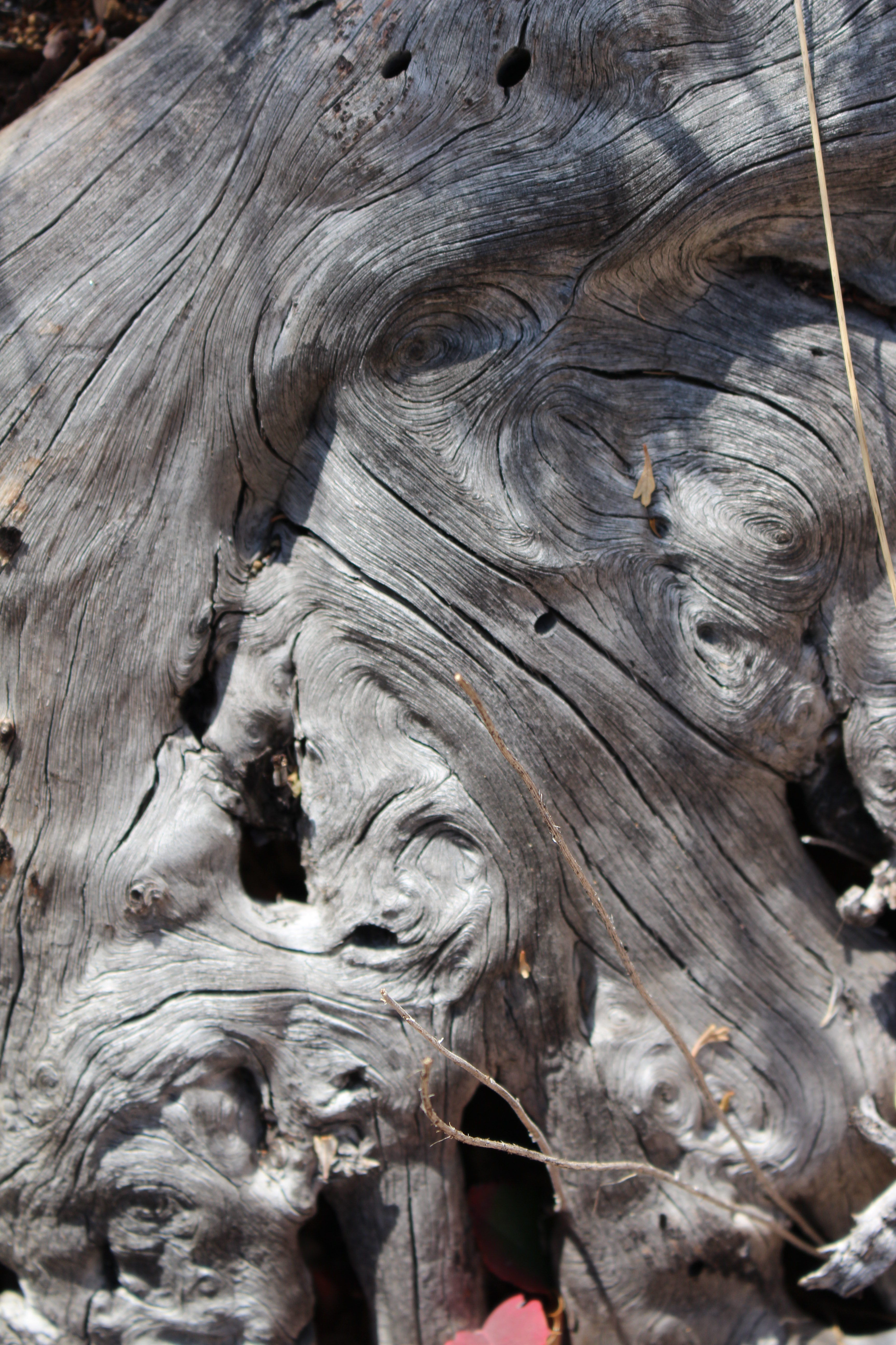 Macro and Micro Picture of the Day 2021-01-28