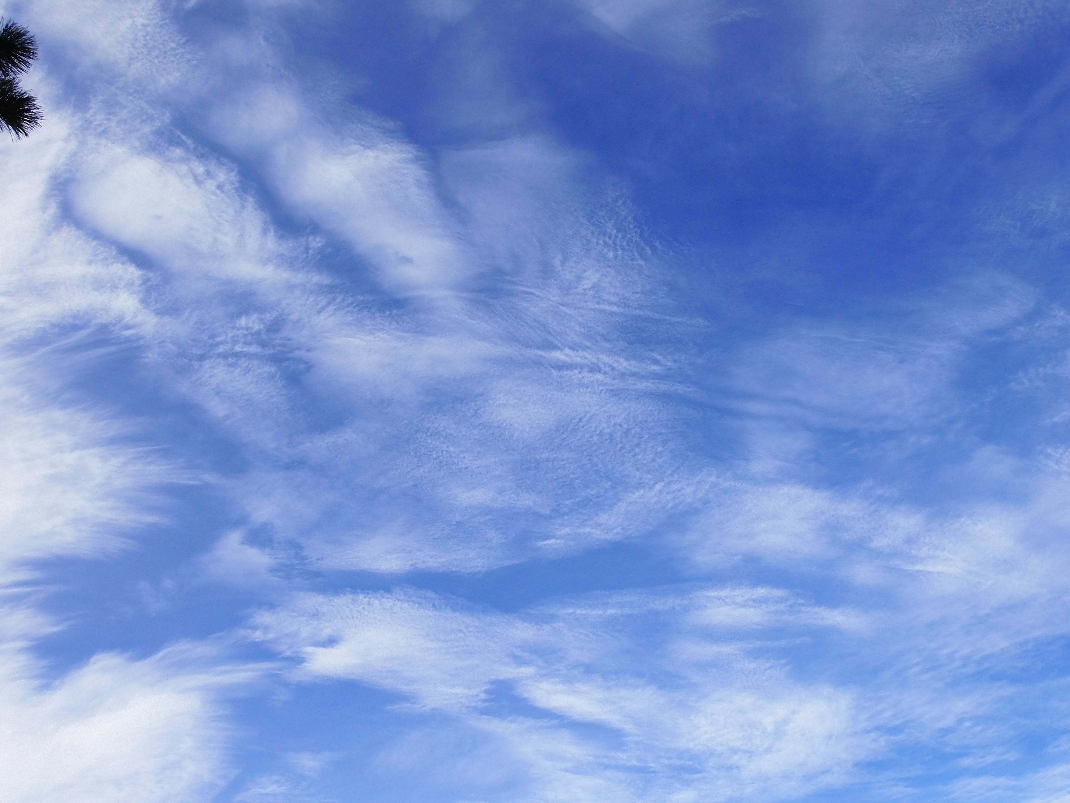 Macro and Micro Picture of the Day 2021-01-30