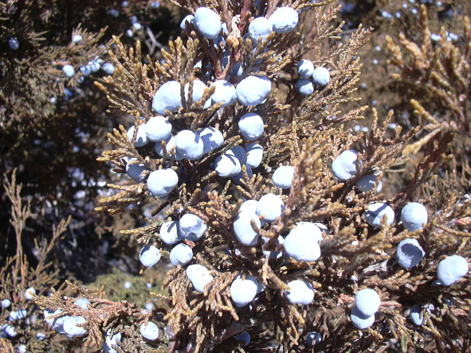 Macro and Micro Picture of the Day 2021-01-31