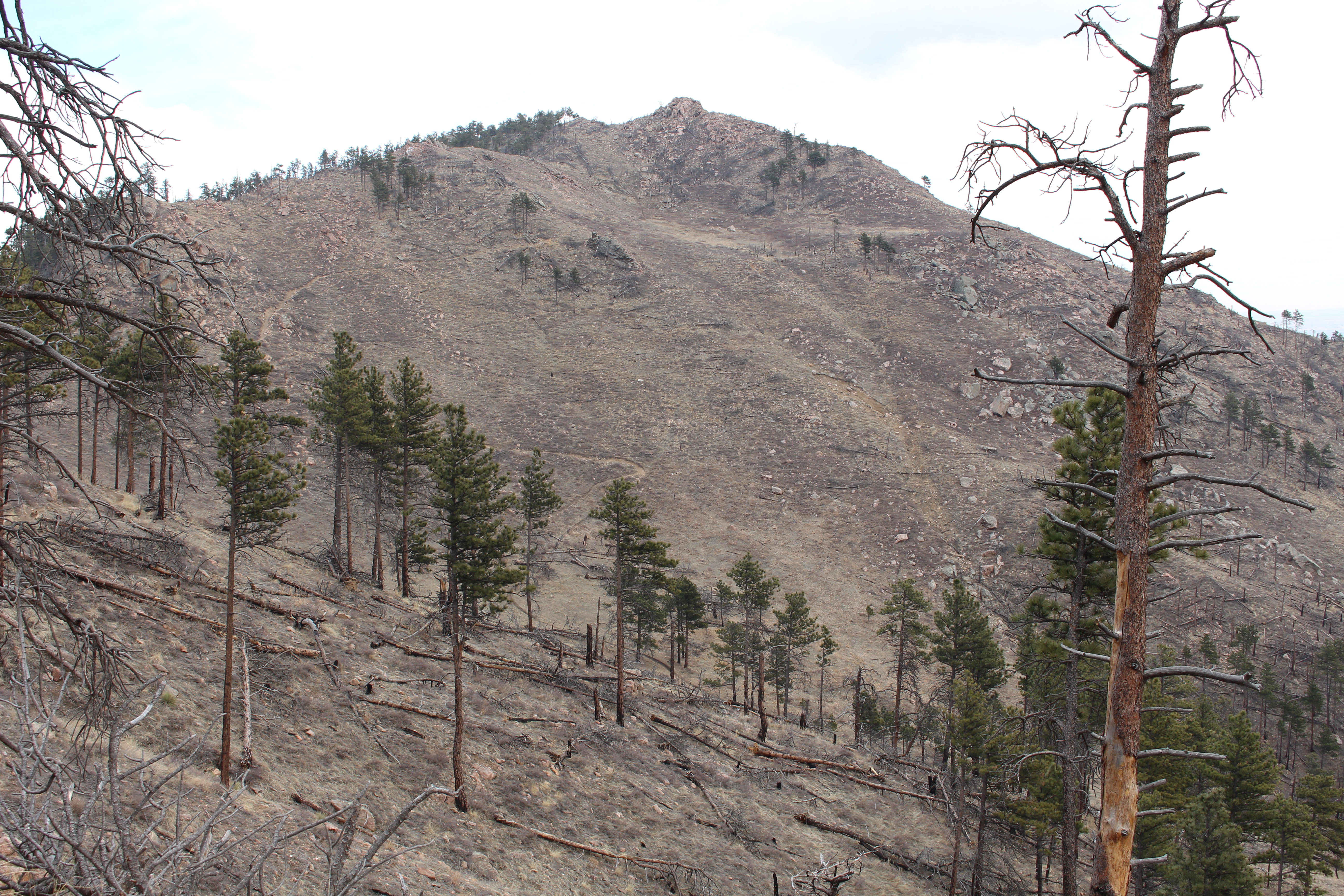 Macro and Micro Picture of the Day 2021-02-01