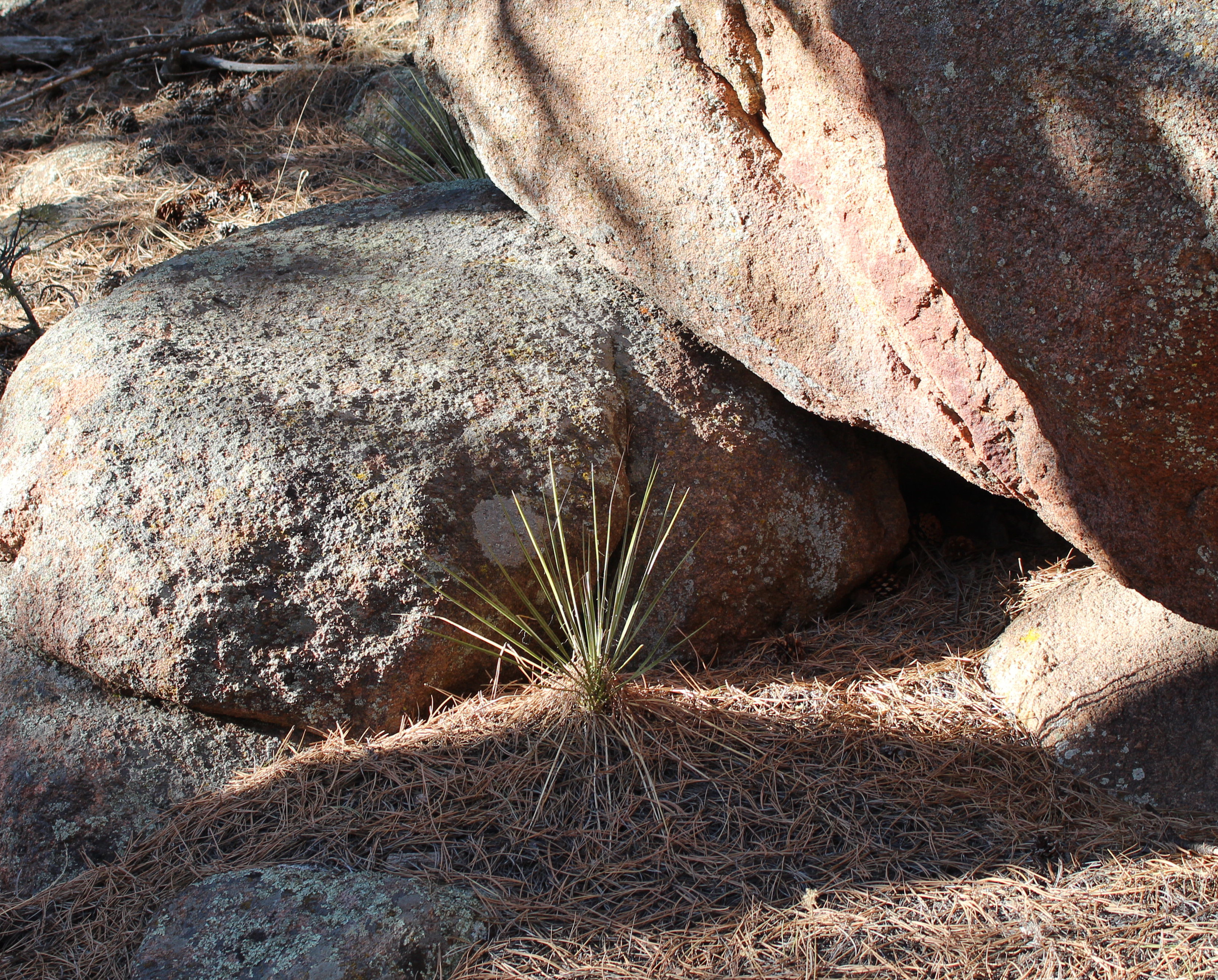 Macro and Micro Picture of the Day 2021-02-04