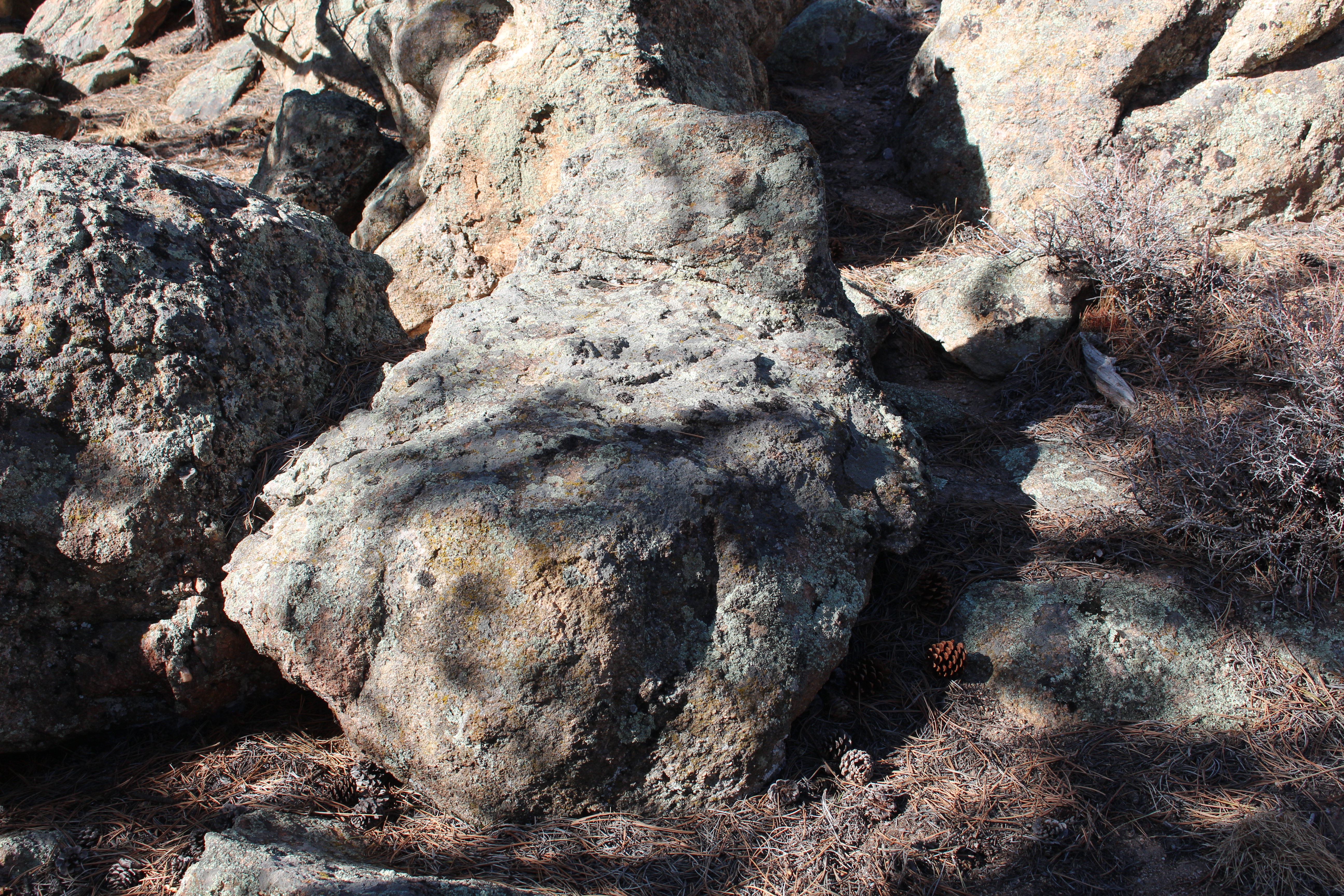 Macro and Micro Picture of the Day 2021-02-07