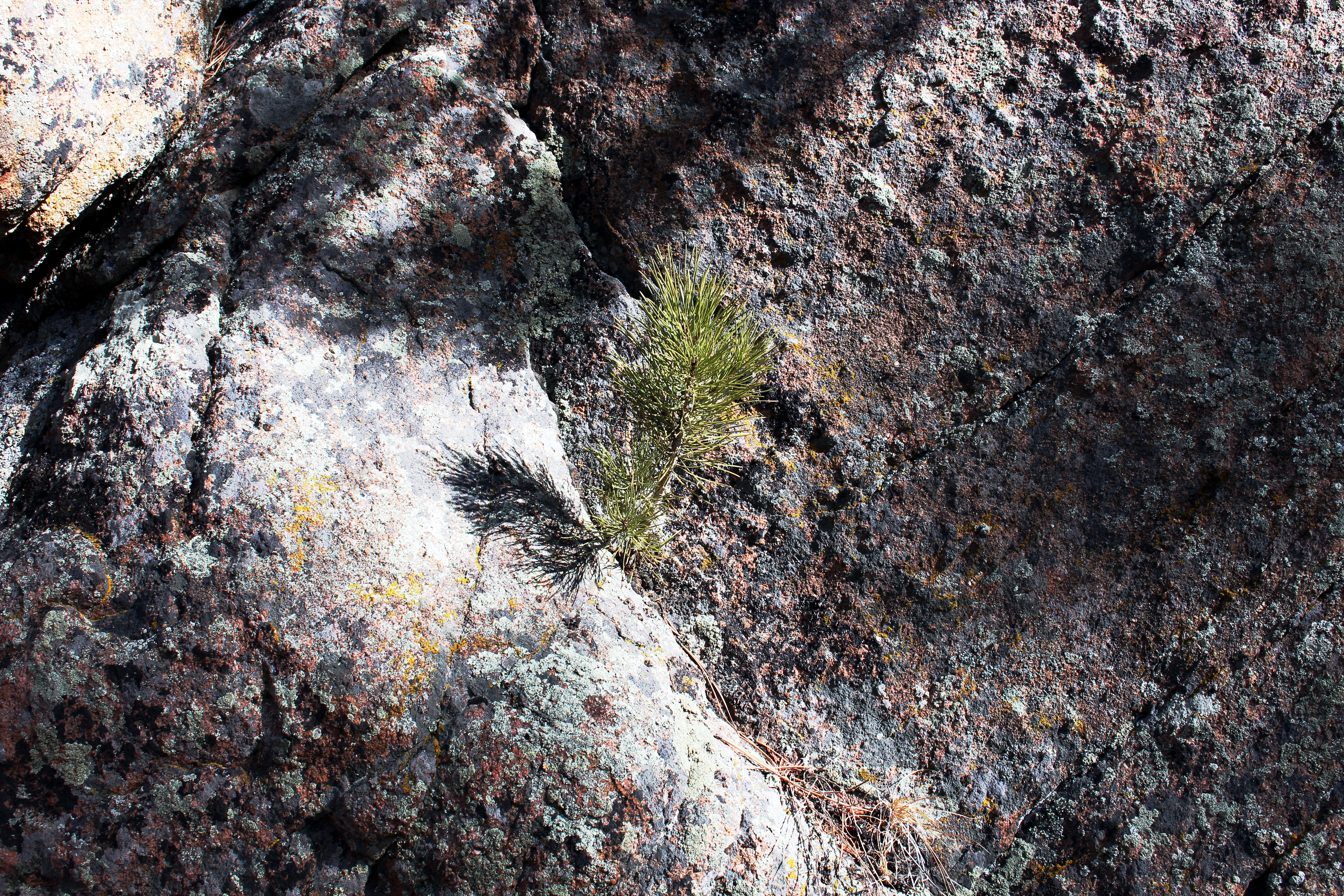 Macro and Micro Picture of the Day 2021-02-09