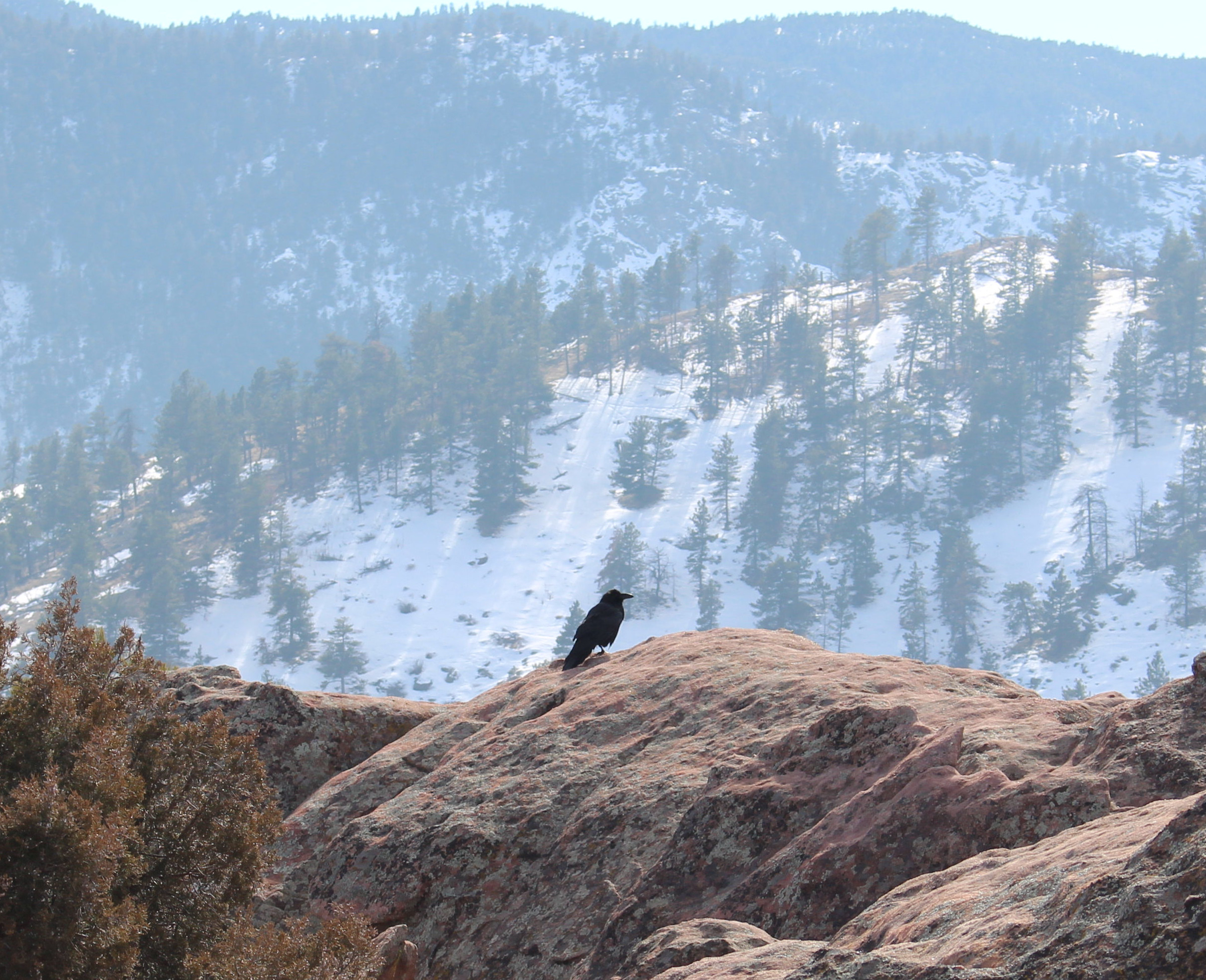 Macro and Micro Picture of the Day 2021-02-11