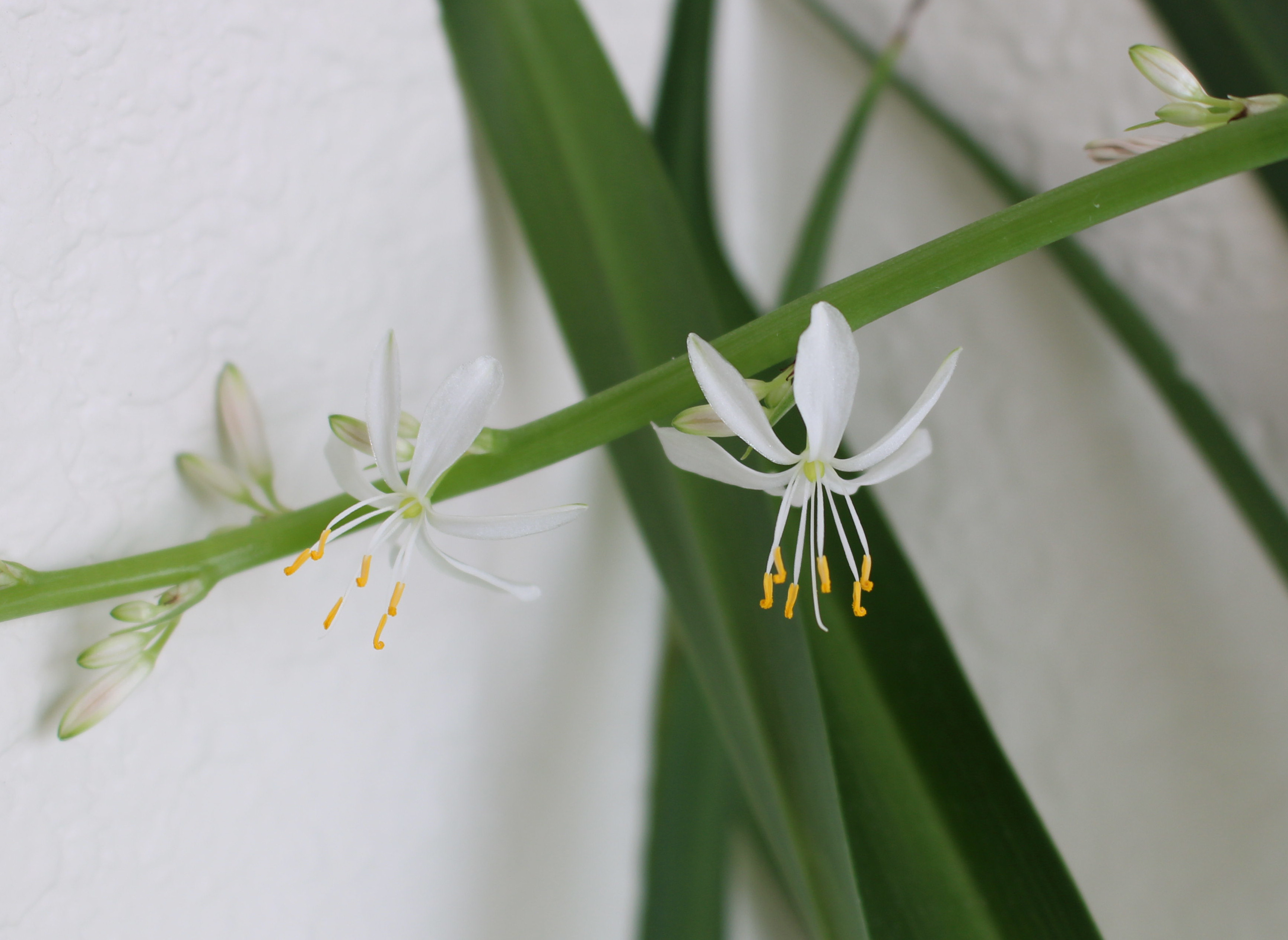 Macro and Micro Picture of the Day 2021-02-12