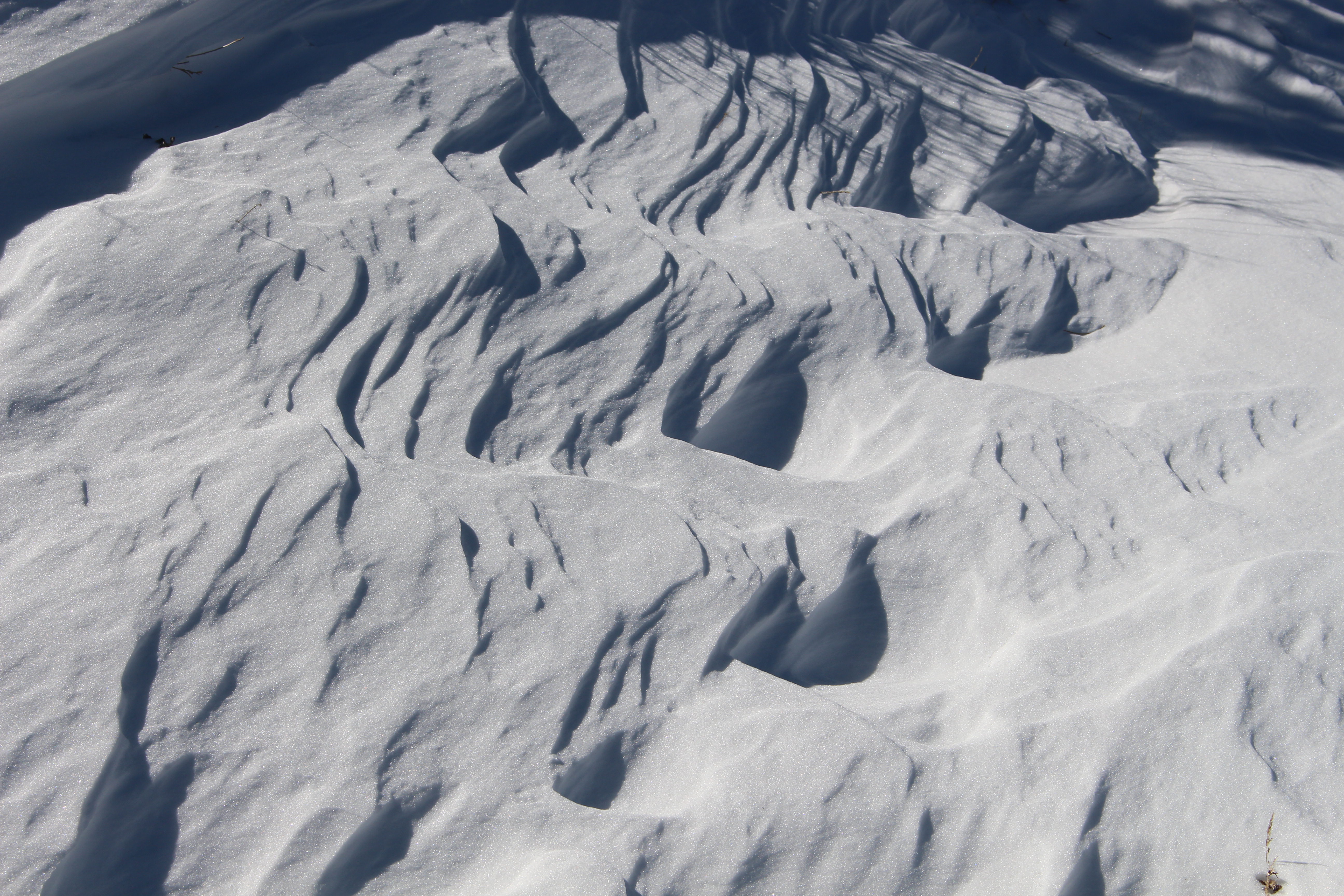 Macro and Micro Picture of the Day 2021-02-19