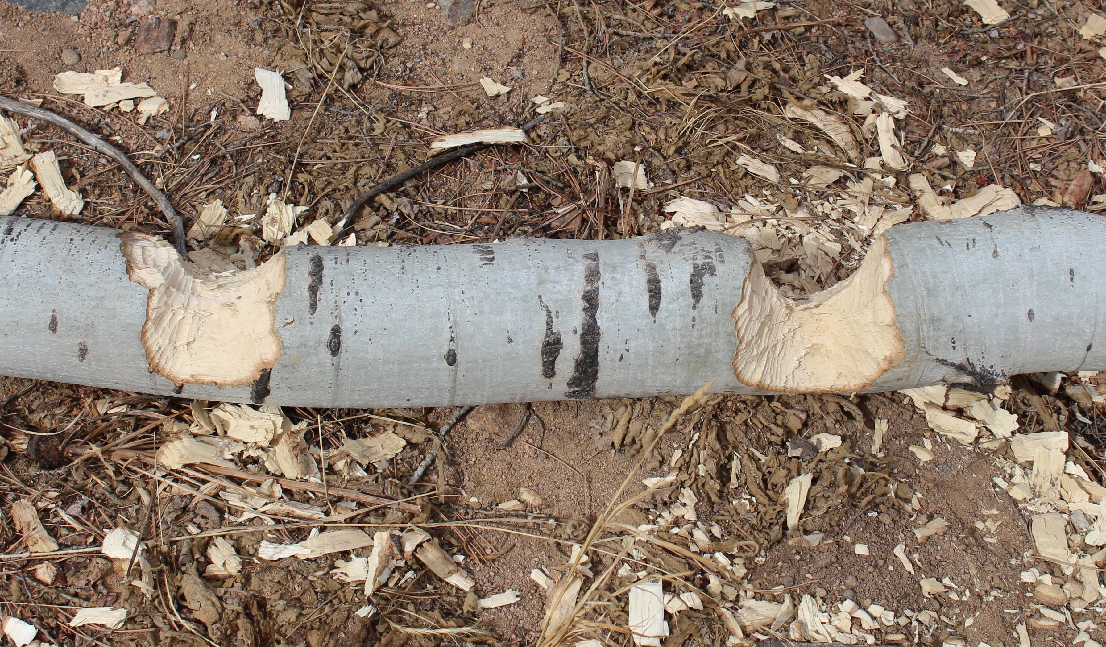 Macro and Micro Picture of the Day 2021-02-21