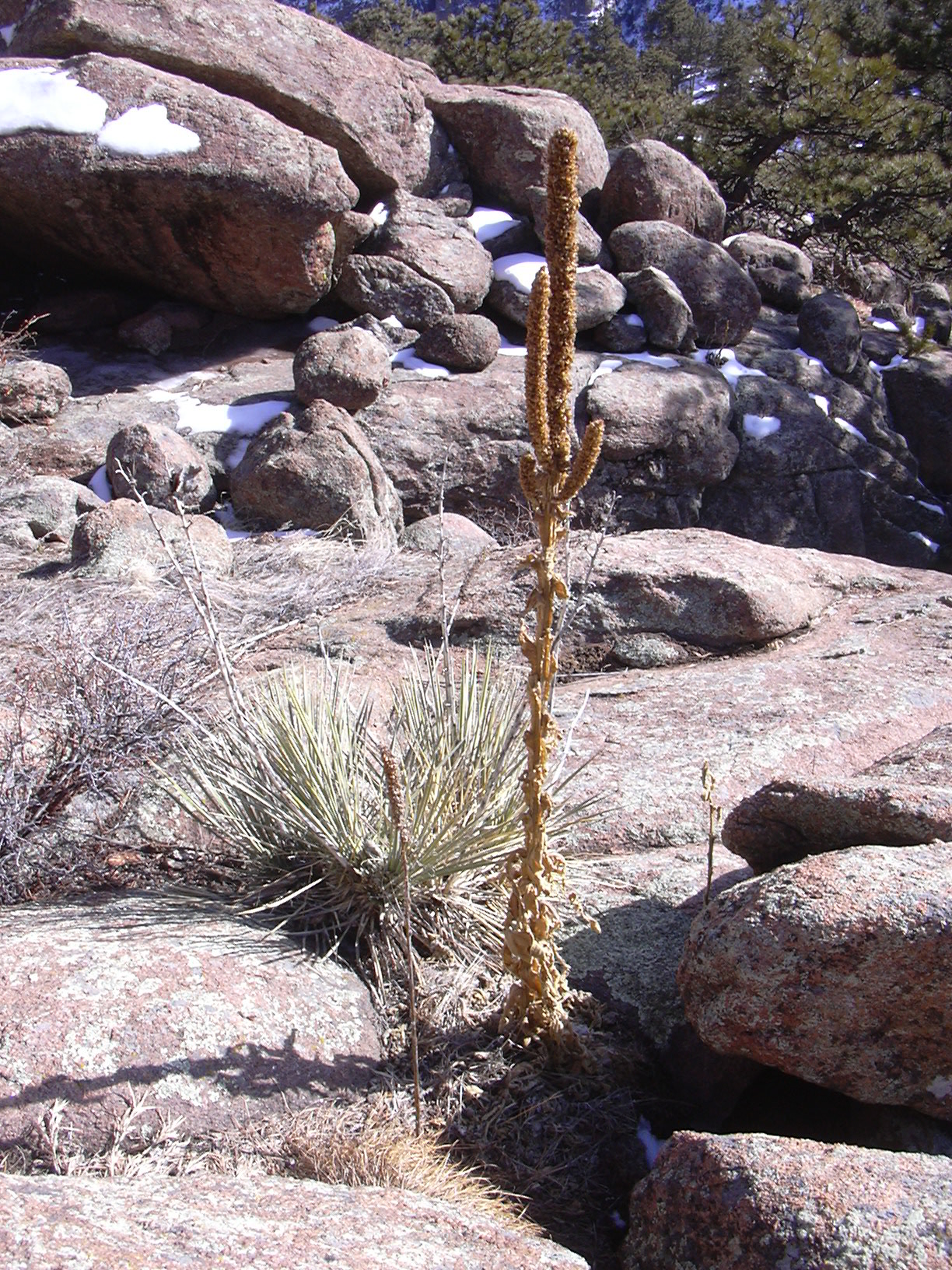 Macro and Micro Picture of the Day 2021-02-25